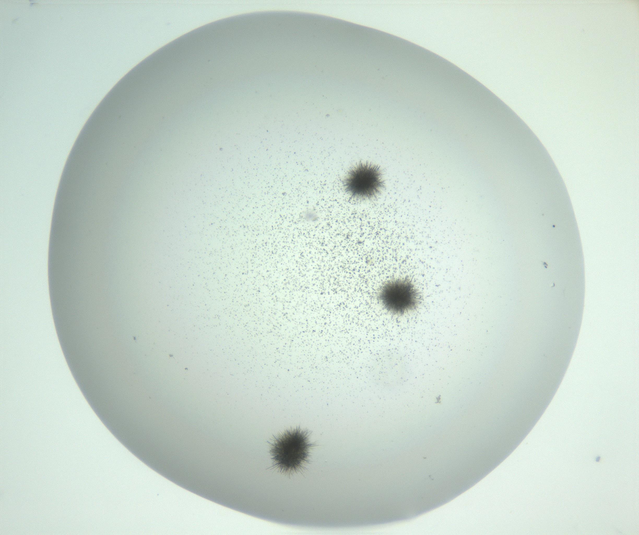 RI01_03_000_0212_Proj1_Clon1_MC_0000MC102924_007_161113_09_04_02_00_99_002_001_RAI.jpg