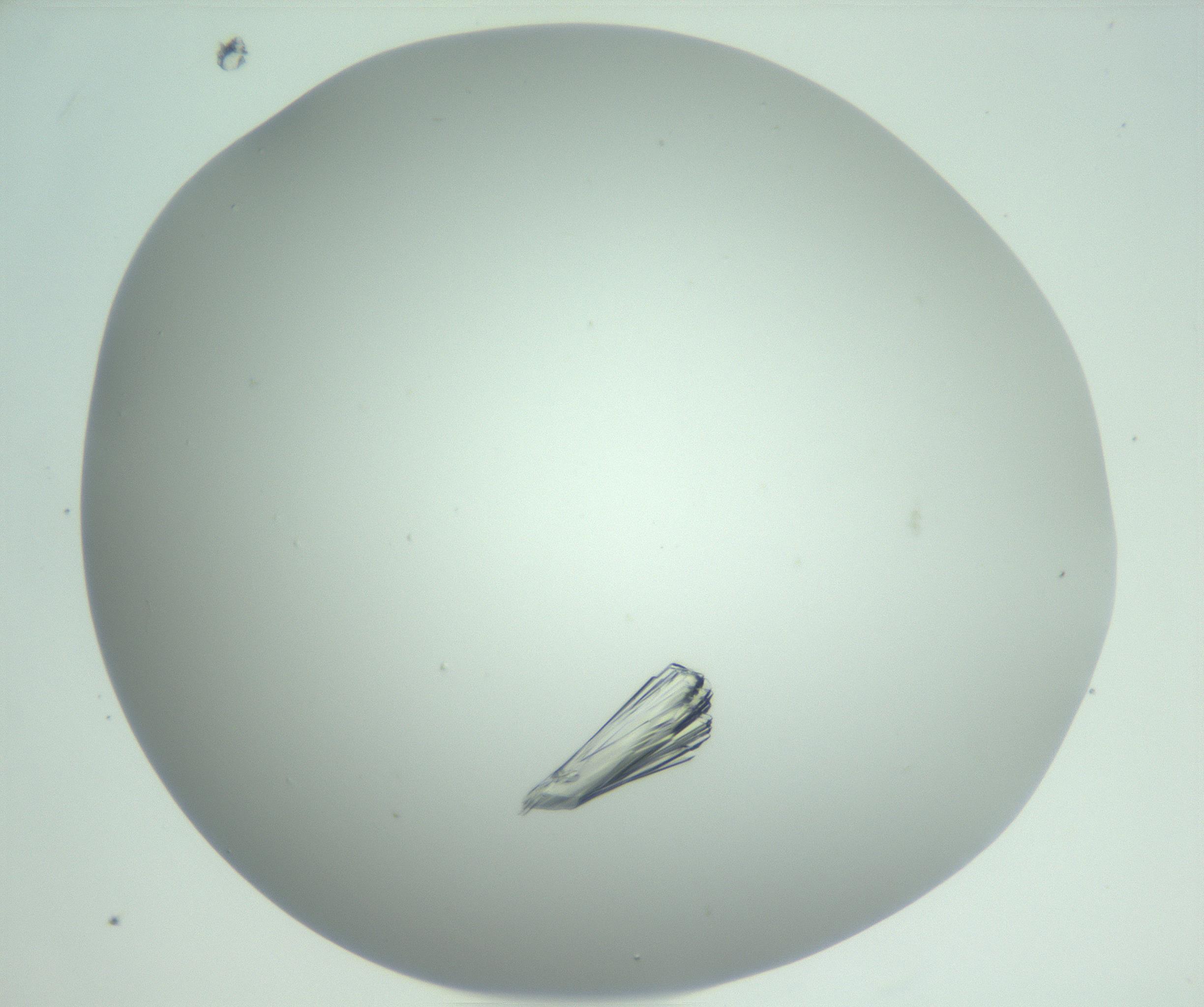 RI01_03_000_0212_Proj1_Clon1_MC_0000MC102924_007_161113_09_07_02_00_99_002_001_RAI.jpg
