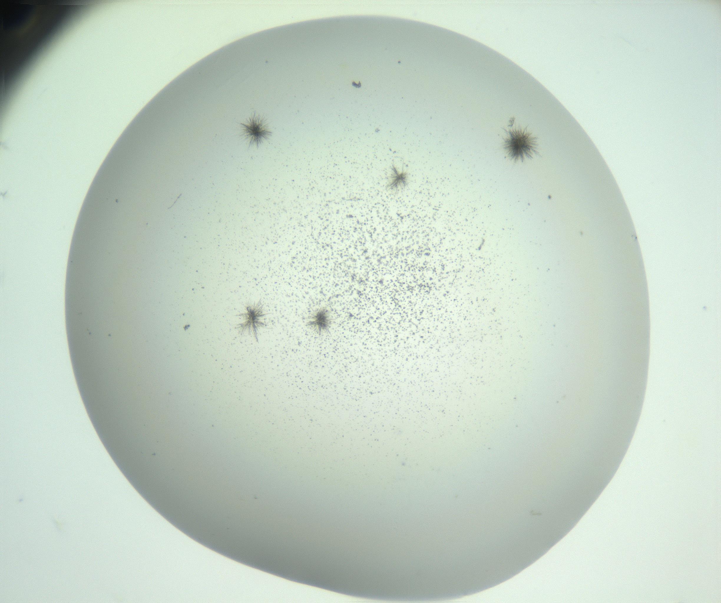 RI01_03_000_0212_Proj1_Clon1_MC_0000MC102924_007_161113_09_08_02_00_99_002_001_RAI.jpg