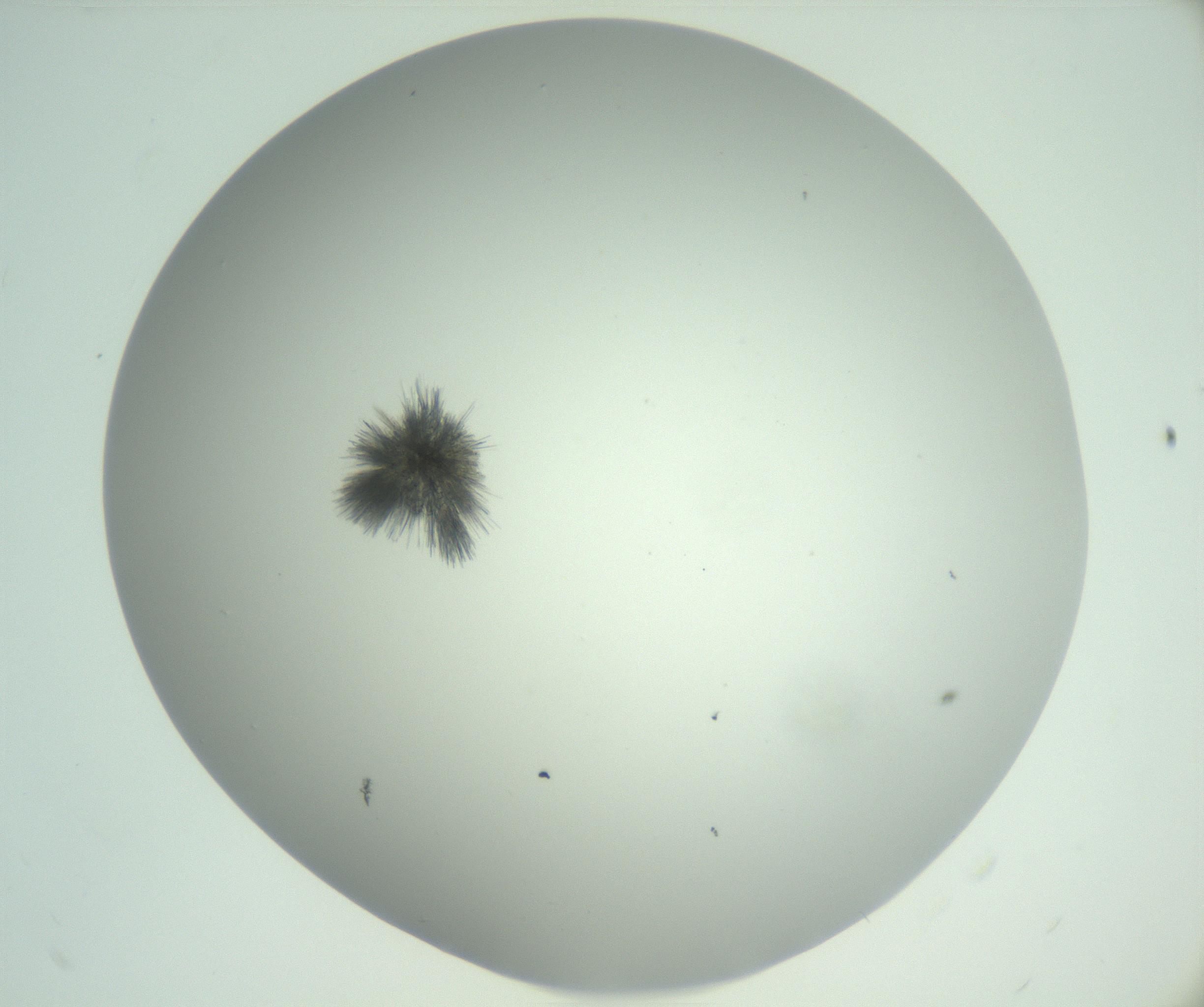 RI01_03_000_0212_Proj1_Clon1_MC_0000MC102924_007_161113_11_03_02_00_99_002_001_RAI.jpg