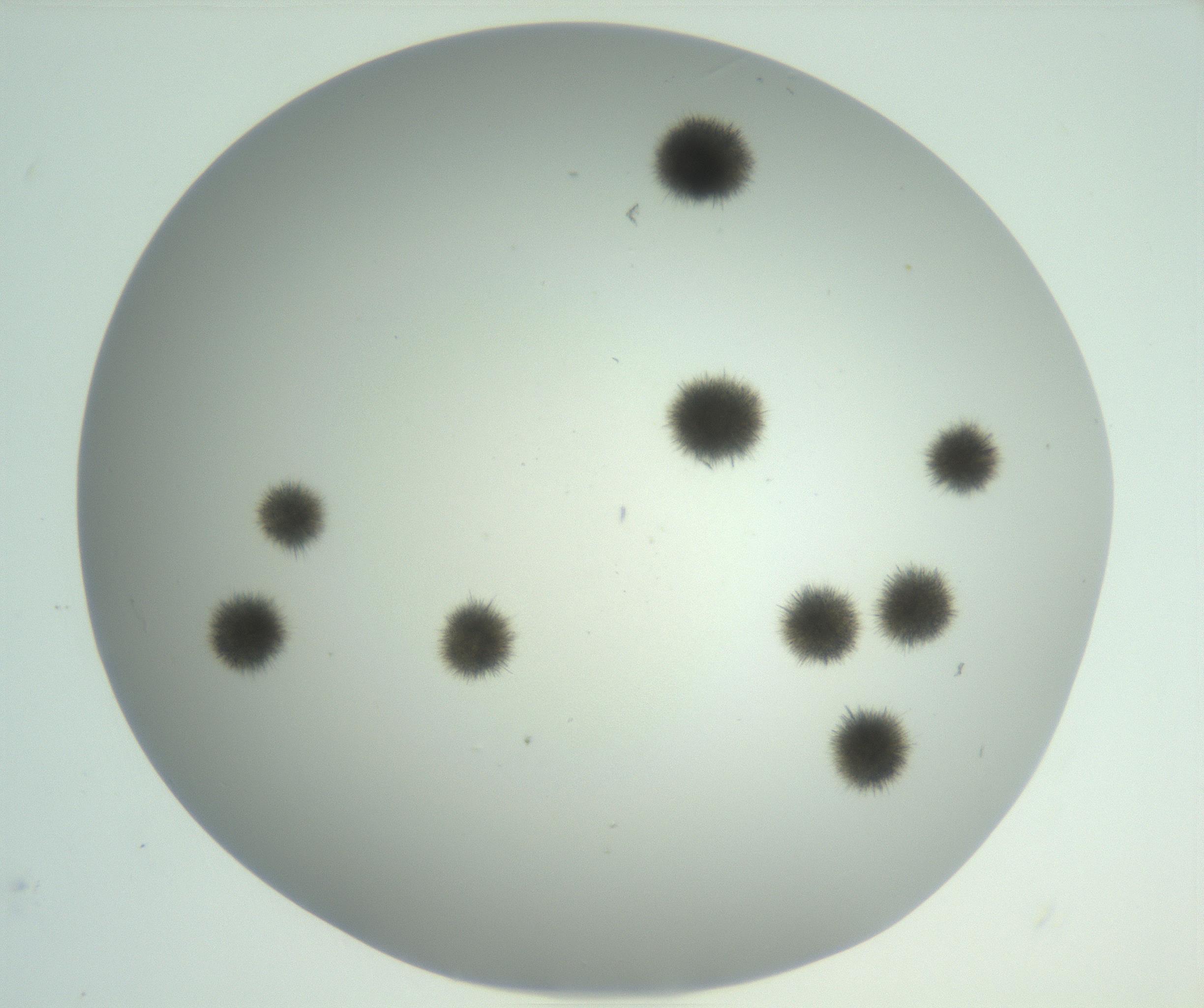 RI01_03_000_0212_Proj1_Clon1_MC_0000MC102924_007_161113_12_02_02_00_99_002_001_RAI.jpg