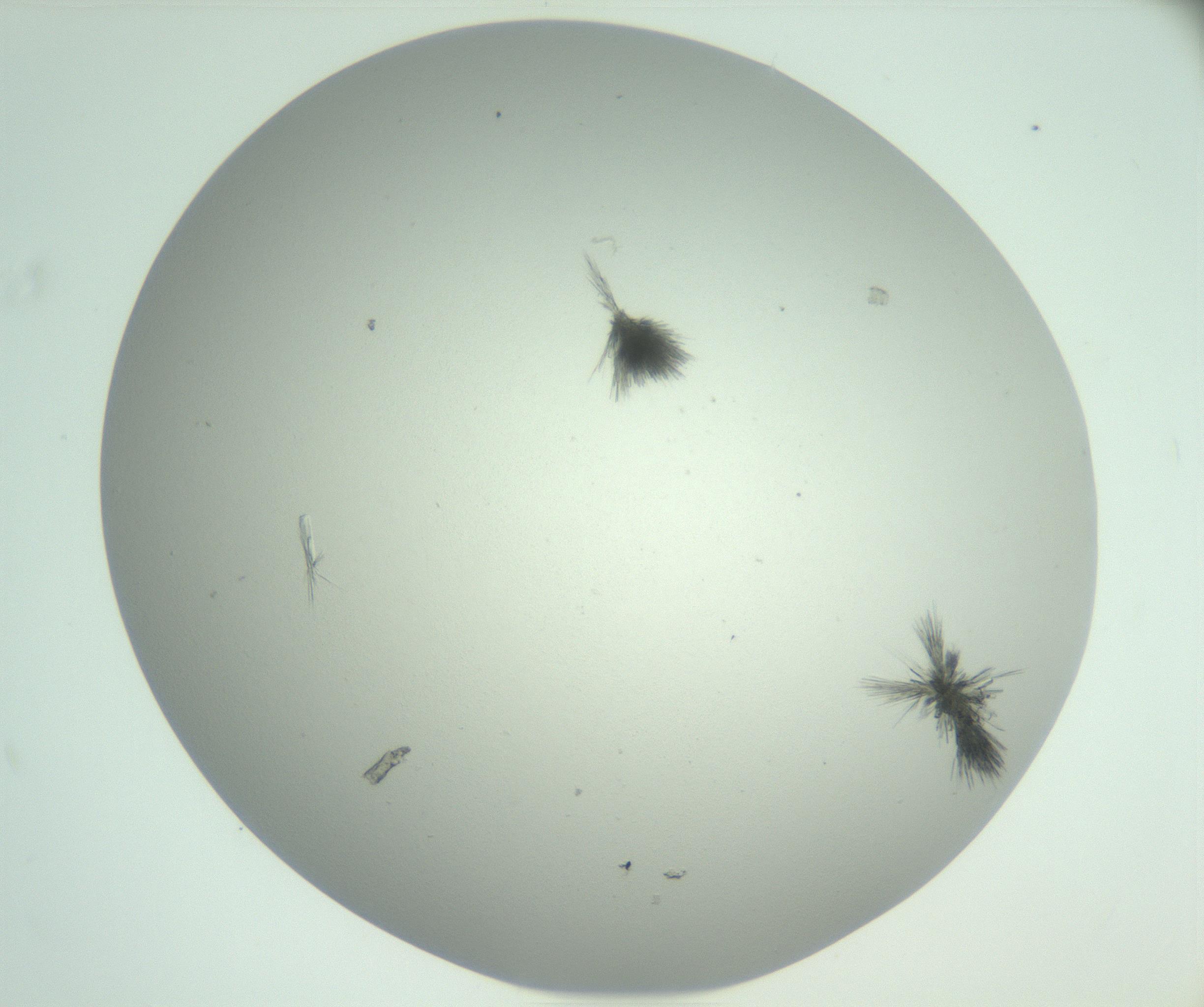 RI01_03_000_0212_Proj1_Clon1_MC_0000MC102924_007_161113_12_04_02_00_99_002_001_RAI.jpg
