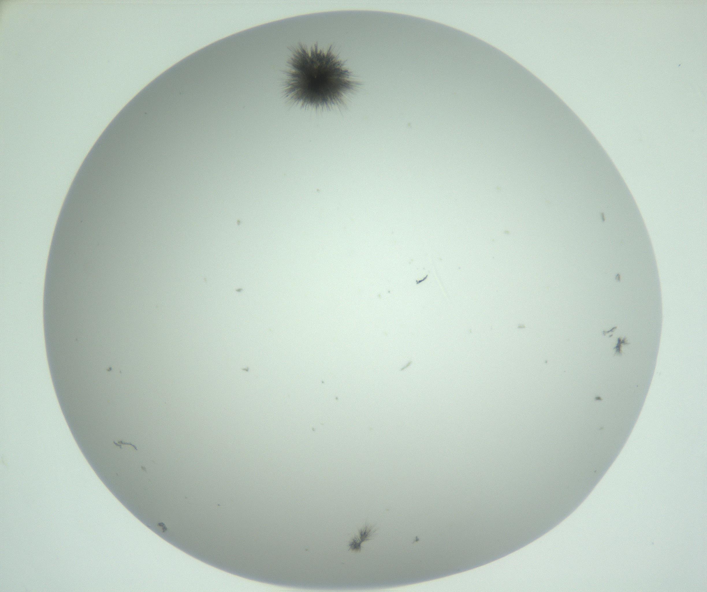 RI01_03_000_0212_Proj1_Clon1_MC_0000MC102924_007_161113_12_07_02_00_99_002_001_RAI.jpg