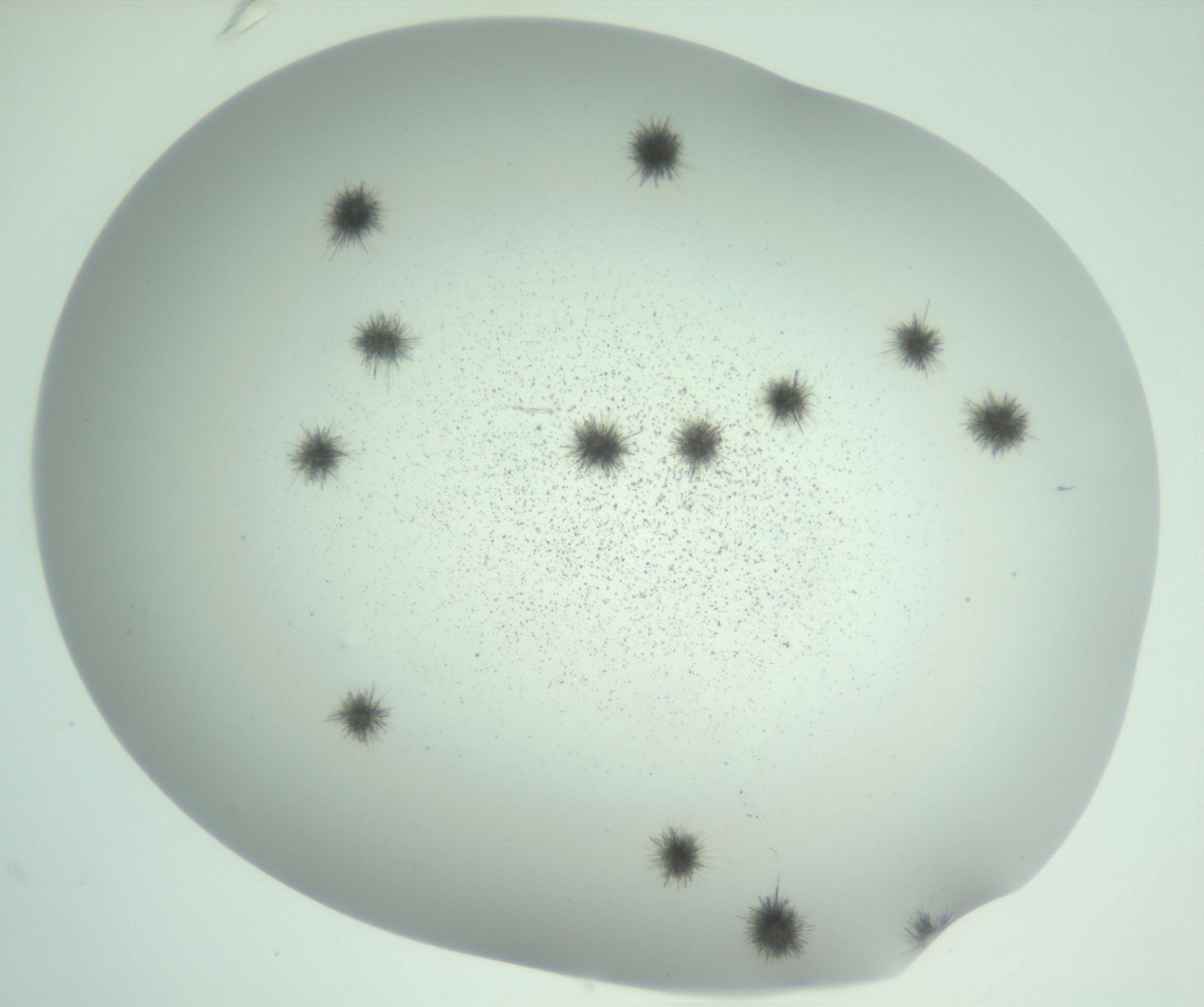 RI01_03_000_0212_Proj1_Clon1_MC_0000MC102924_009_161125_01_03_02_00_99_002_001_RAI.jpg