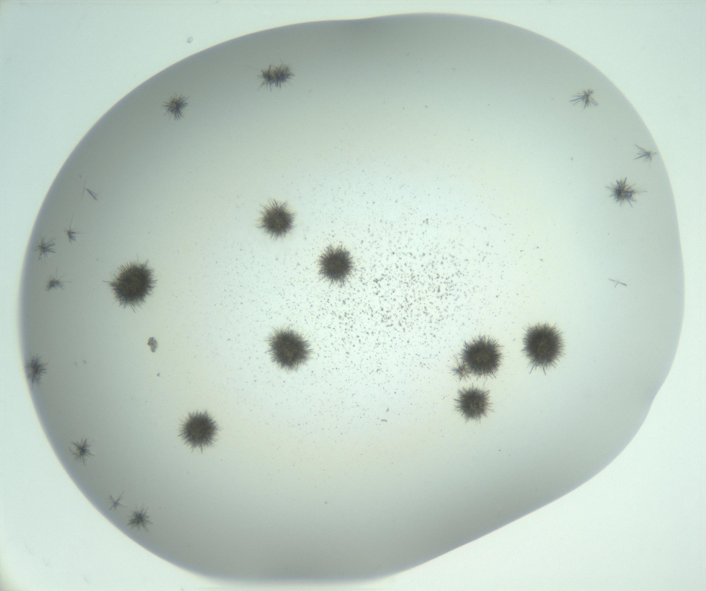 RI01_03_000_0212_Proj1_Clon1_MC_0000MC102924_009_161125_01_07_02_00_99_002_001_RAI.jpg