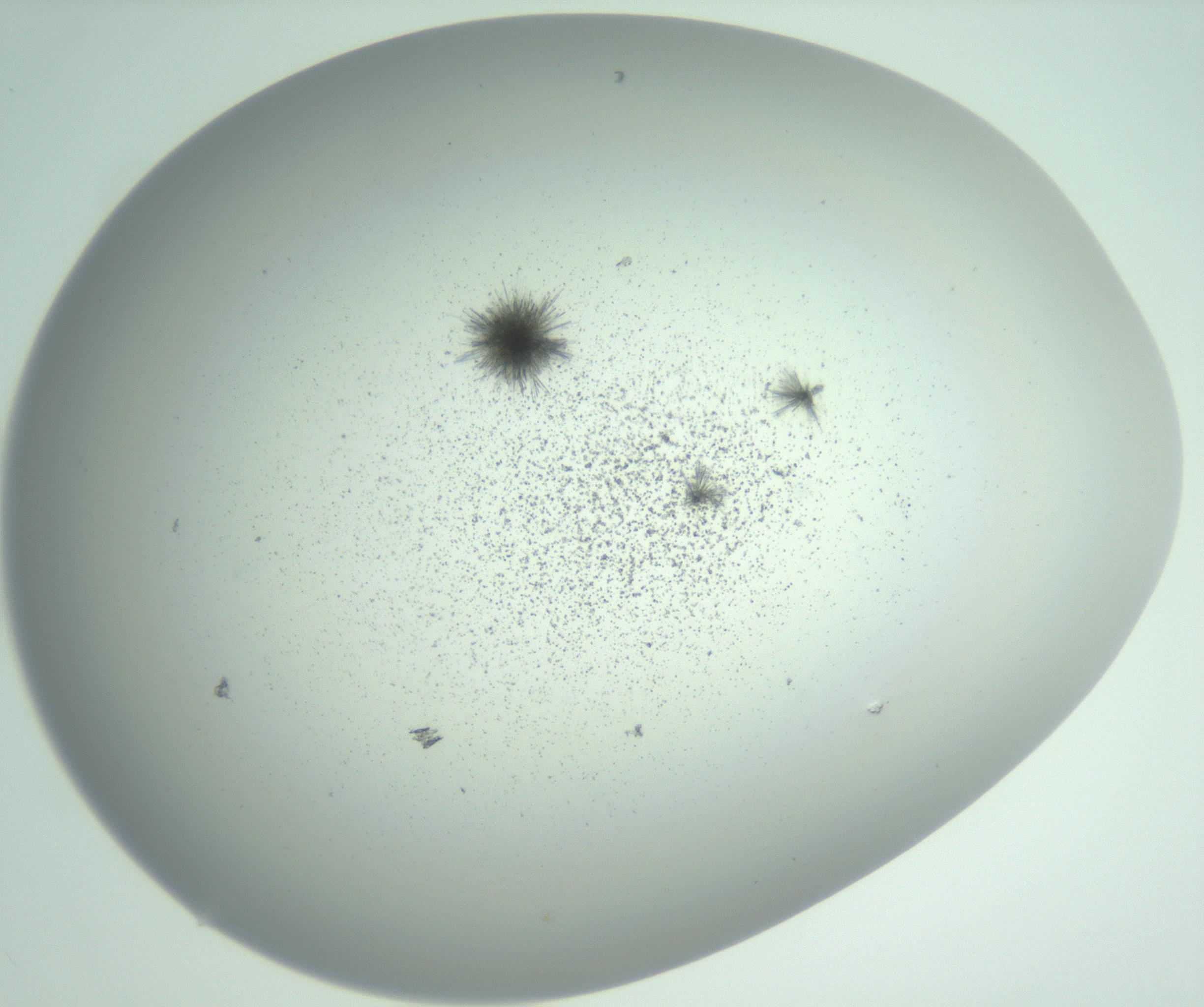 RI01_03_000_0212_Proj1_Clon1_MC_0000MC102924_009_161125_02_07_02_00_99_002_001_RAI.jpg