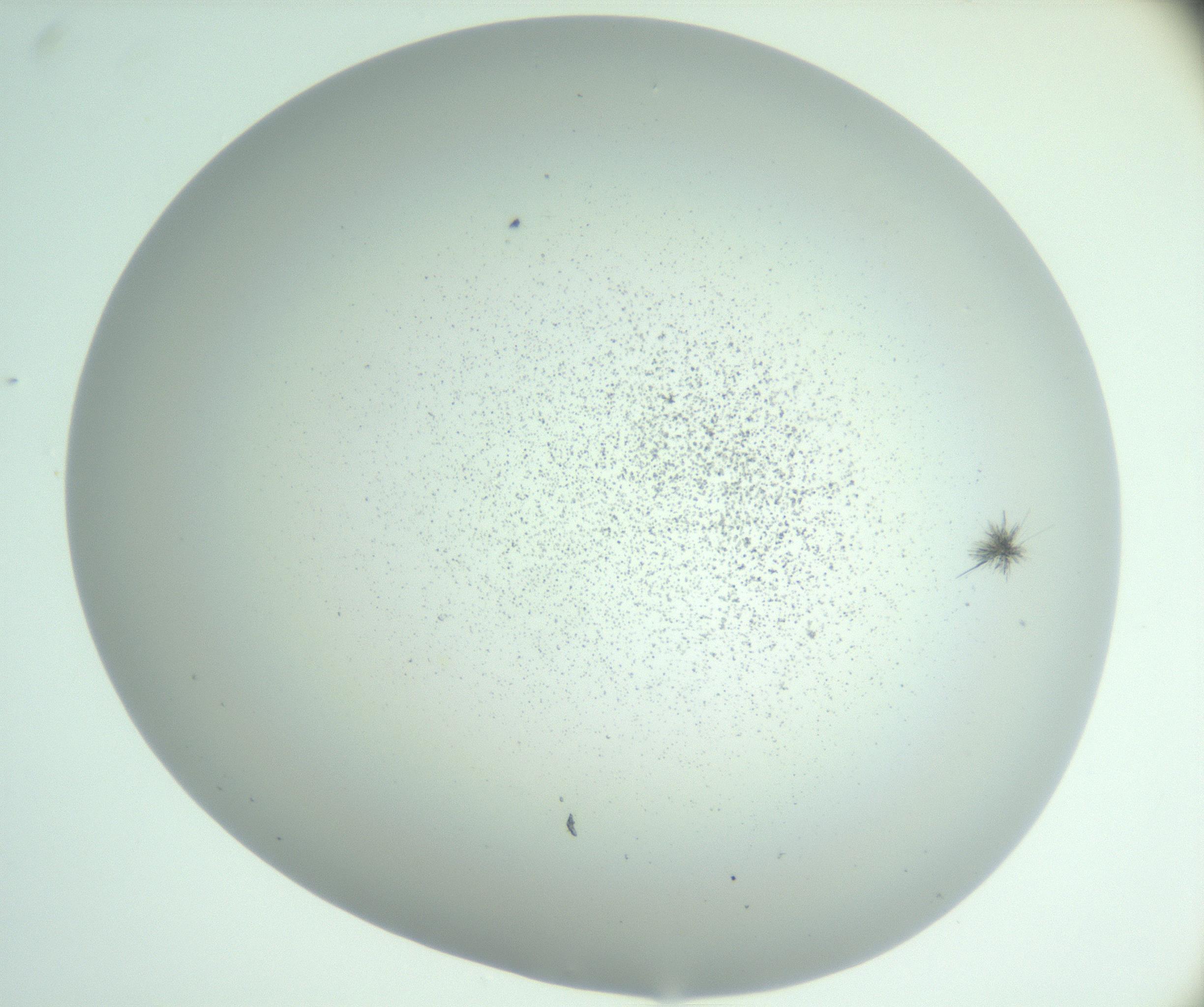 RI01_03_000_0212_Proj1_Clon1_MC_0000MC102924_009_161125_03_03_02_00_99_002_001_RAI.jpg