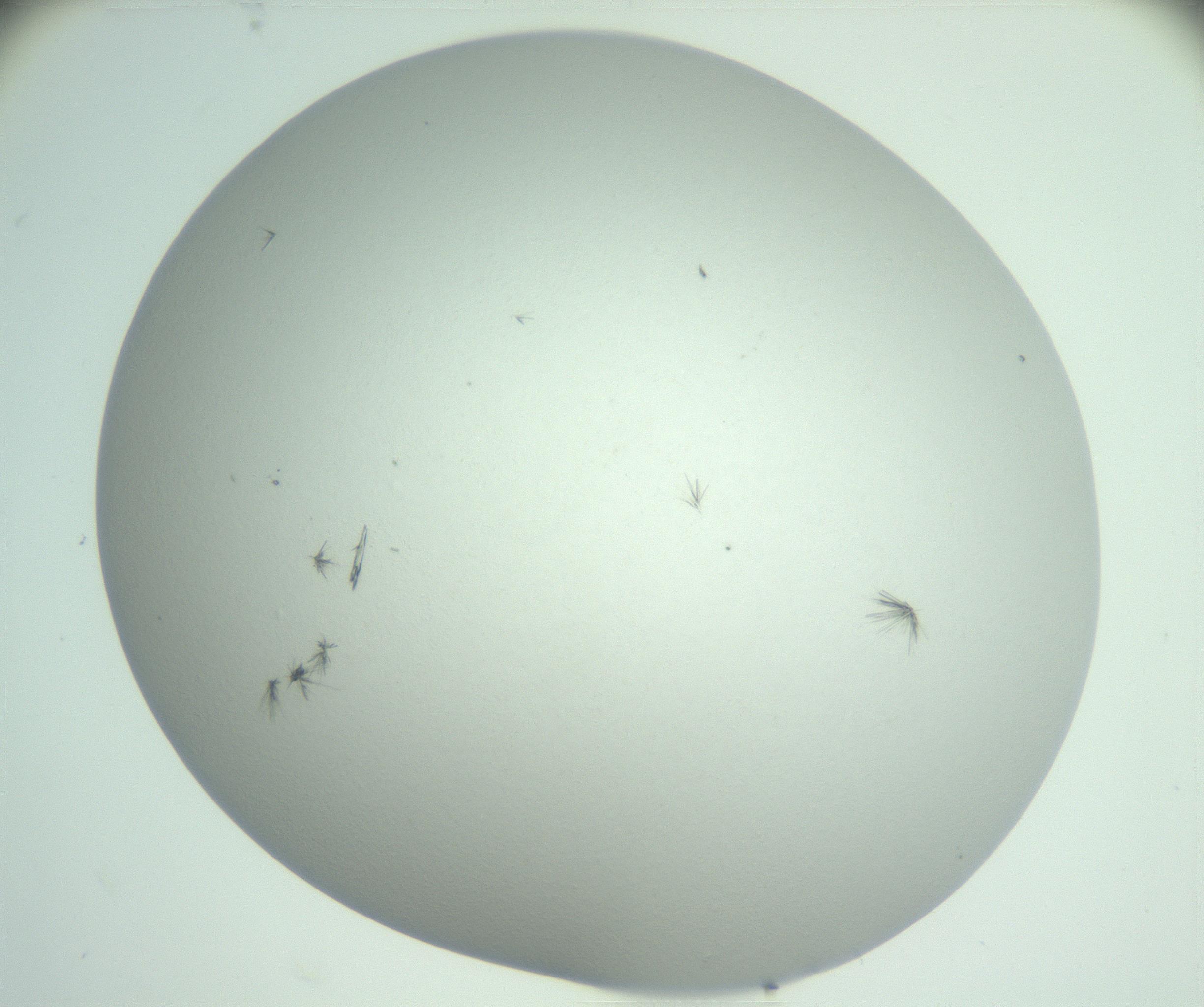 RI01_03_000_0212_Proj1_Clon1_MC_0000MC102924_009_161125_04_08_02_00_99_002_001_RAI.jpg