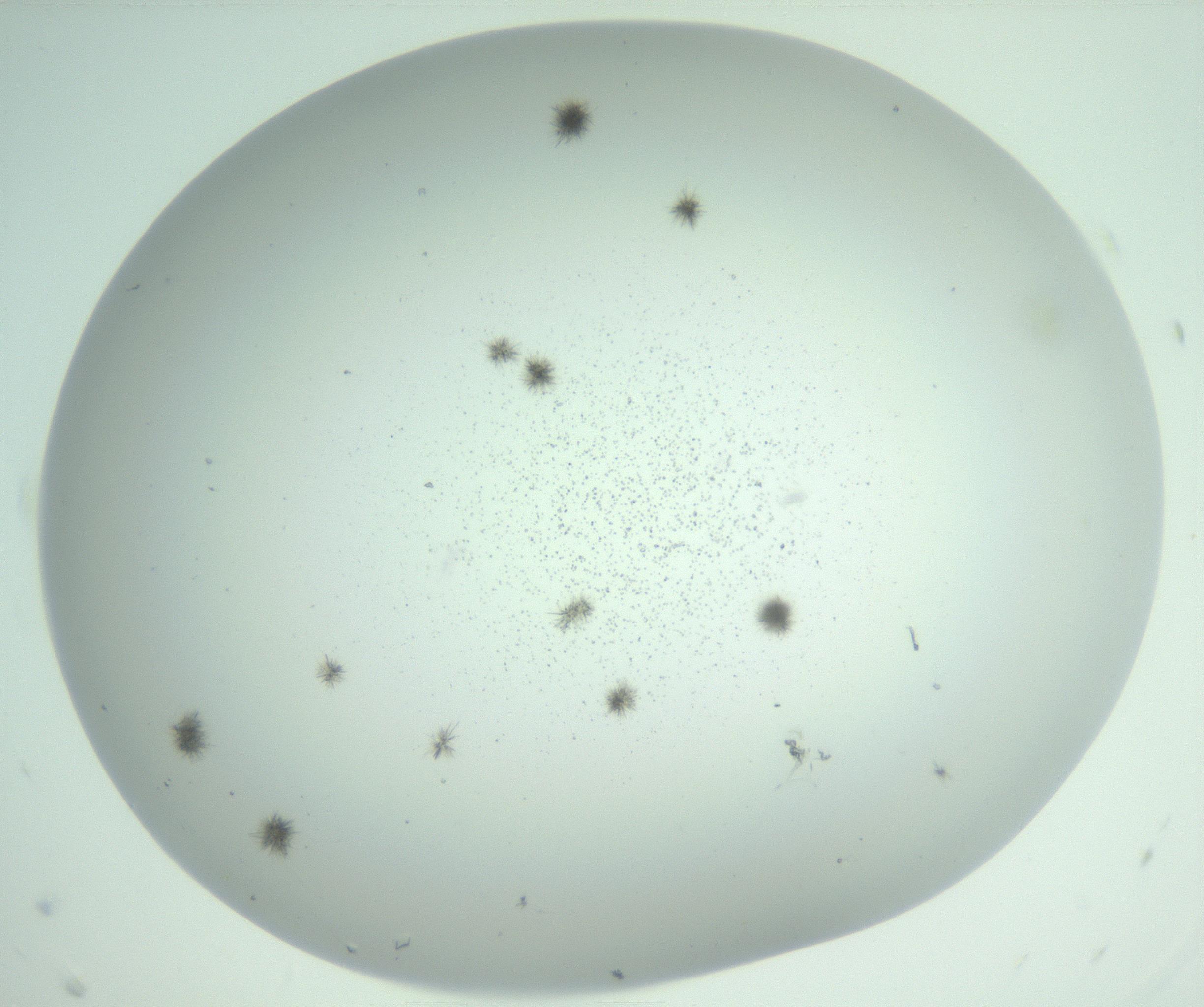 RI01_03_000_0212_Proj1_Clon1_MC_0000MC102924_009_161125_05_07_02_00_99_002_001_RAI.jpg