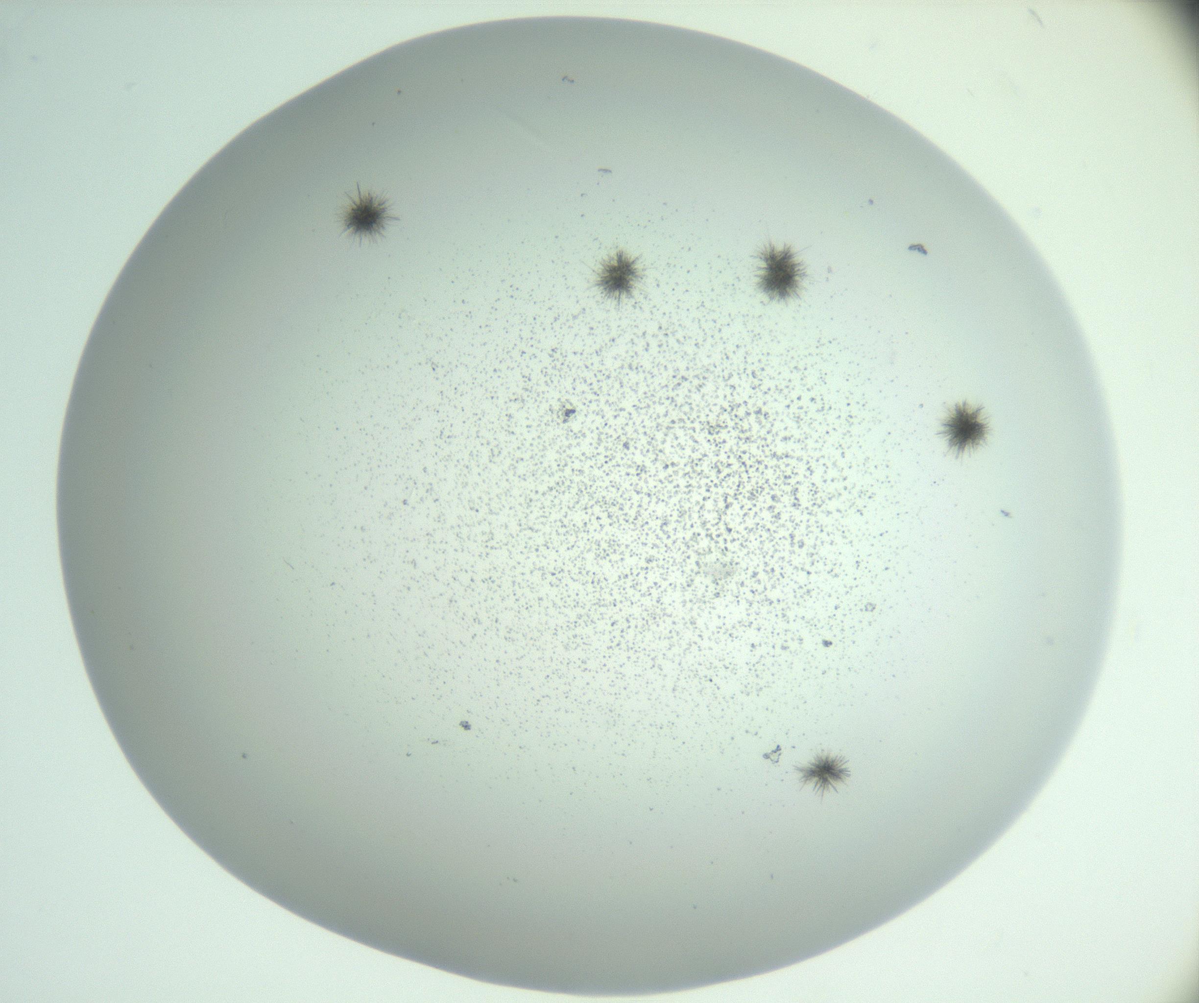 RI01_03_000_0212_Proj1_Clon1_MC_0000MC102924_009_161125_06_02_02_00_99_002_001_RAI.jpg