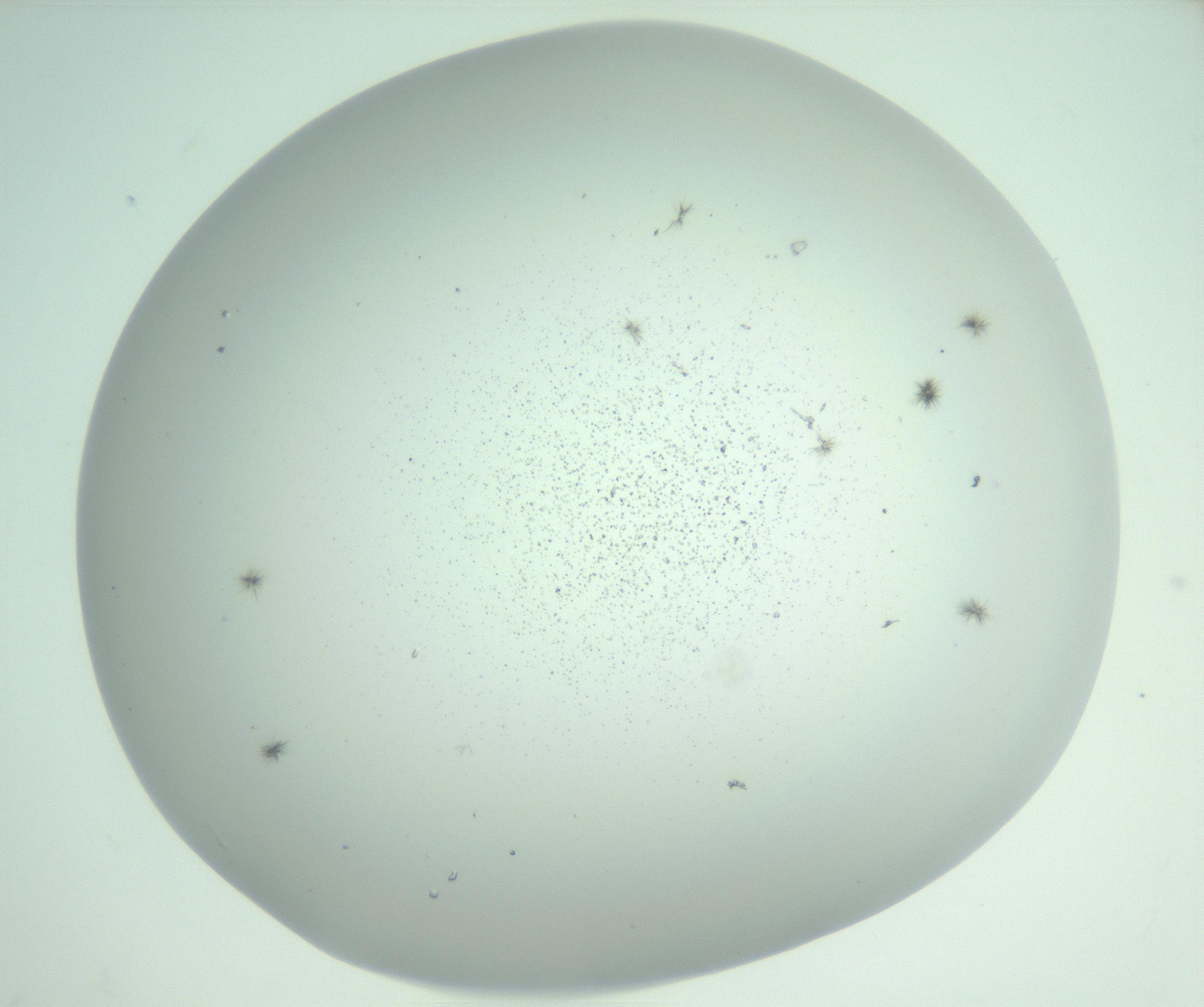 RI01_03_000_0212_Proj1_Clon1_MC_0000MC102924_009_161125_06_07_02_00_99_002_001_RAI.jpg