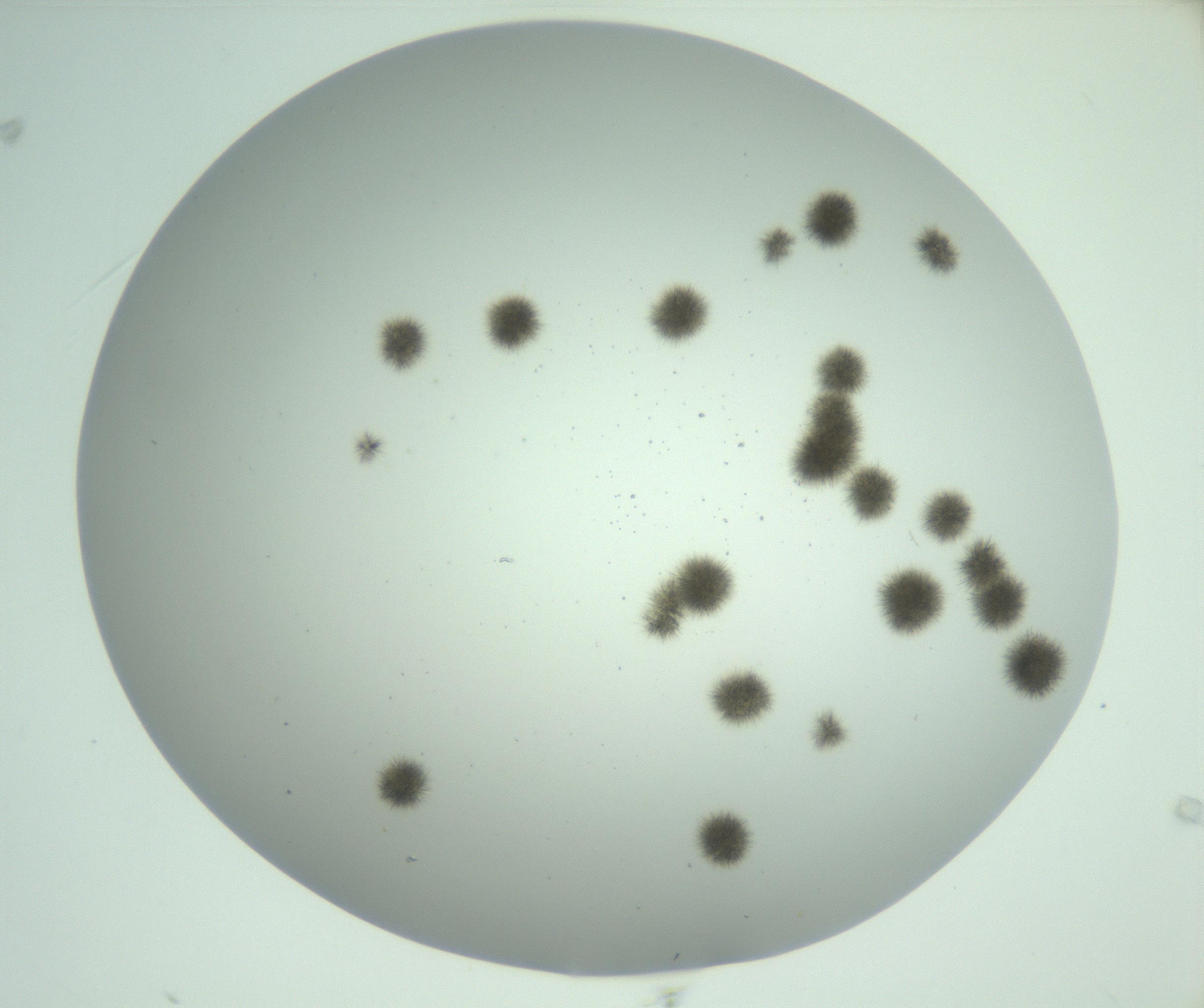 RI01_03_000_0212_Proj1_Clon1_MC_0000MC102924_009_161125_09_02_02_00_99_002_001_RAI.jpg