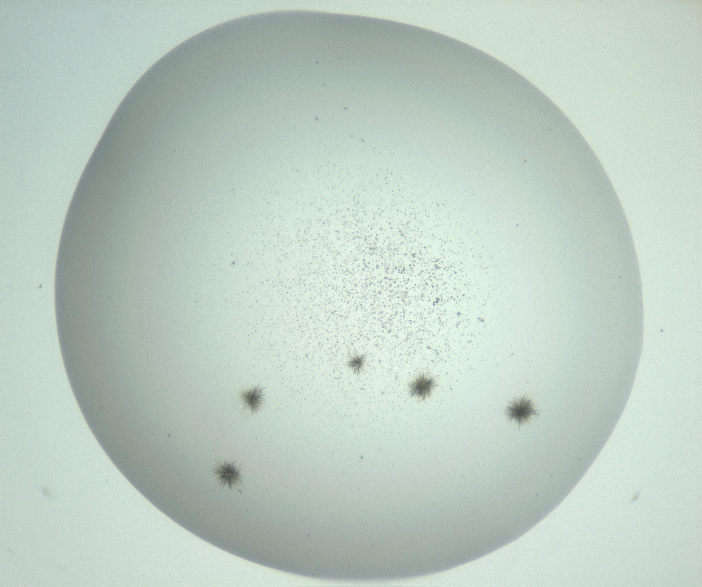 RI01_03_000_0212_Proj1_Clon1_MC_0000MC102924_009_161125_10_04_02_00_99_002_001_RAI.jpg
