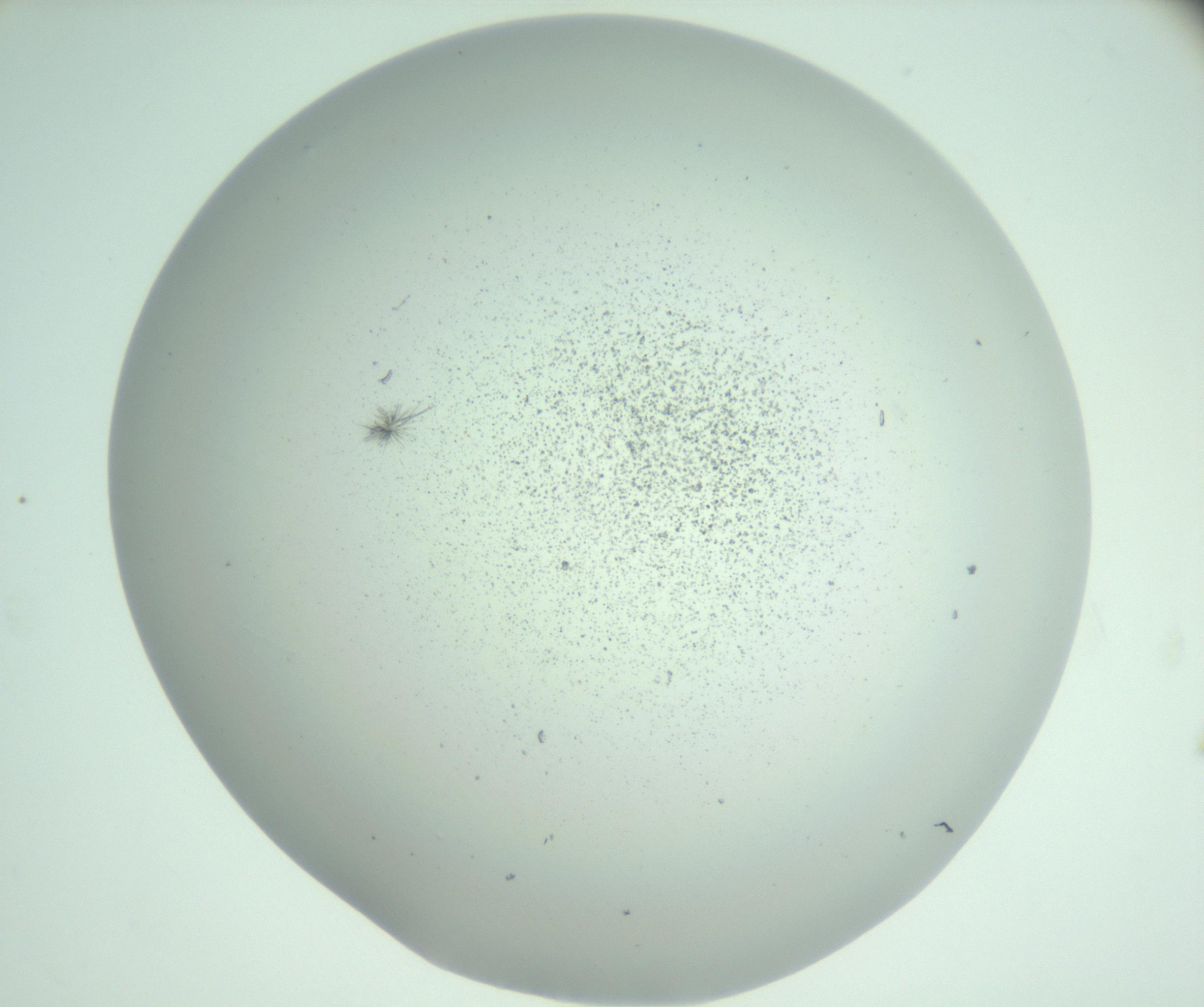 RI01_03_000_0212_Proj1_Clon1_MC_0000MC102924_009_161125_11_06_02_00_99_002_001_RAI.jpg