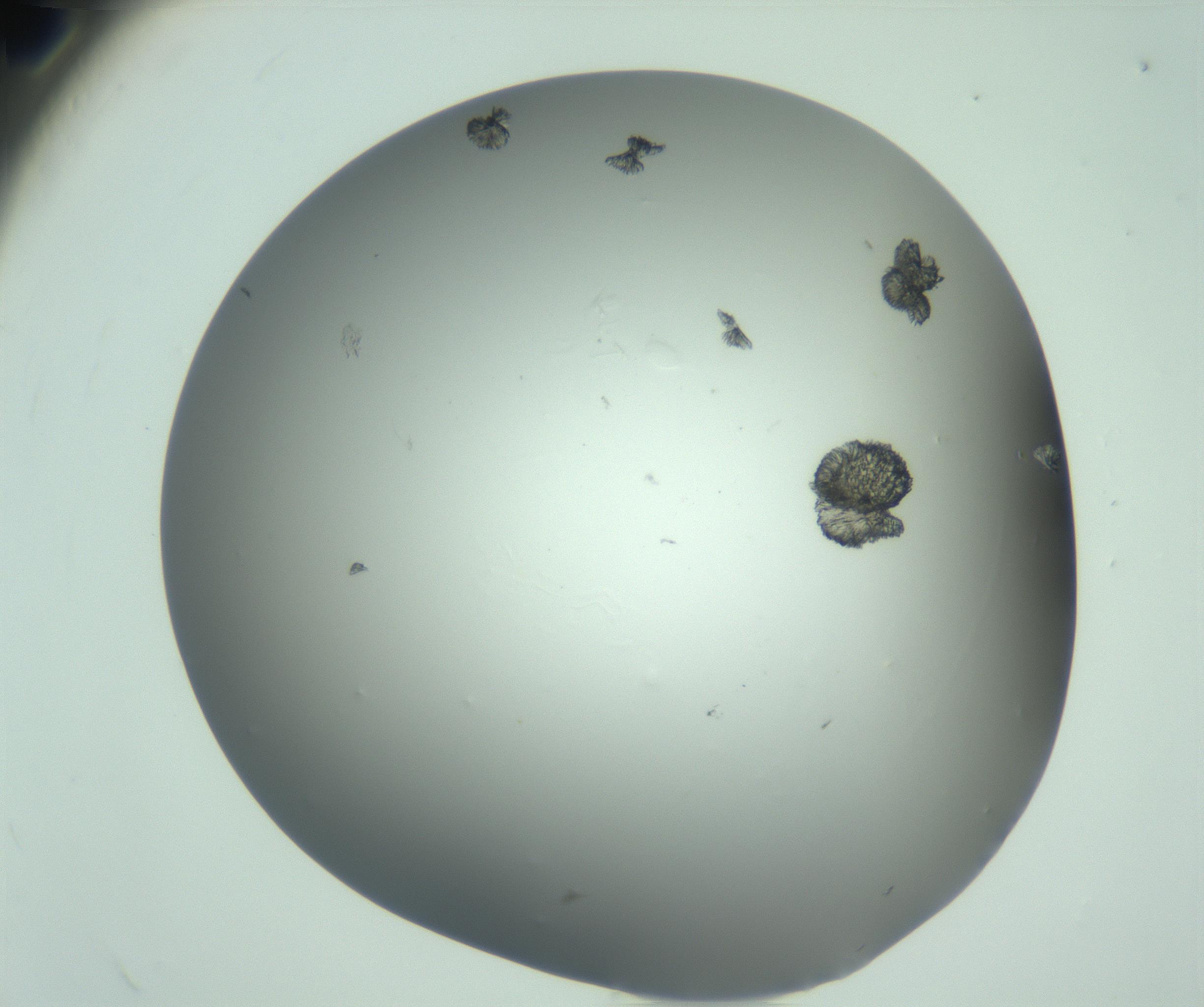 RI01_03_000_0212_Proj1_Clon1_MC_0000MC102924_009_161125_12_08_02_00_99_002_001_RAI.jpg