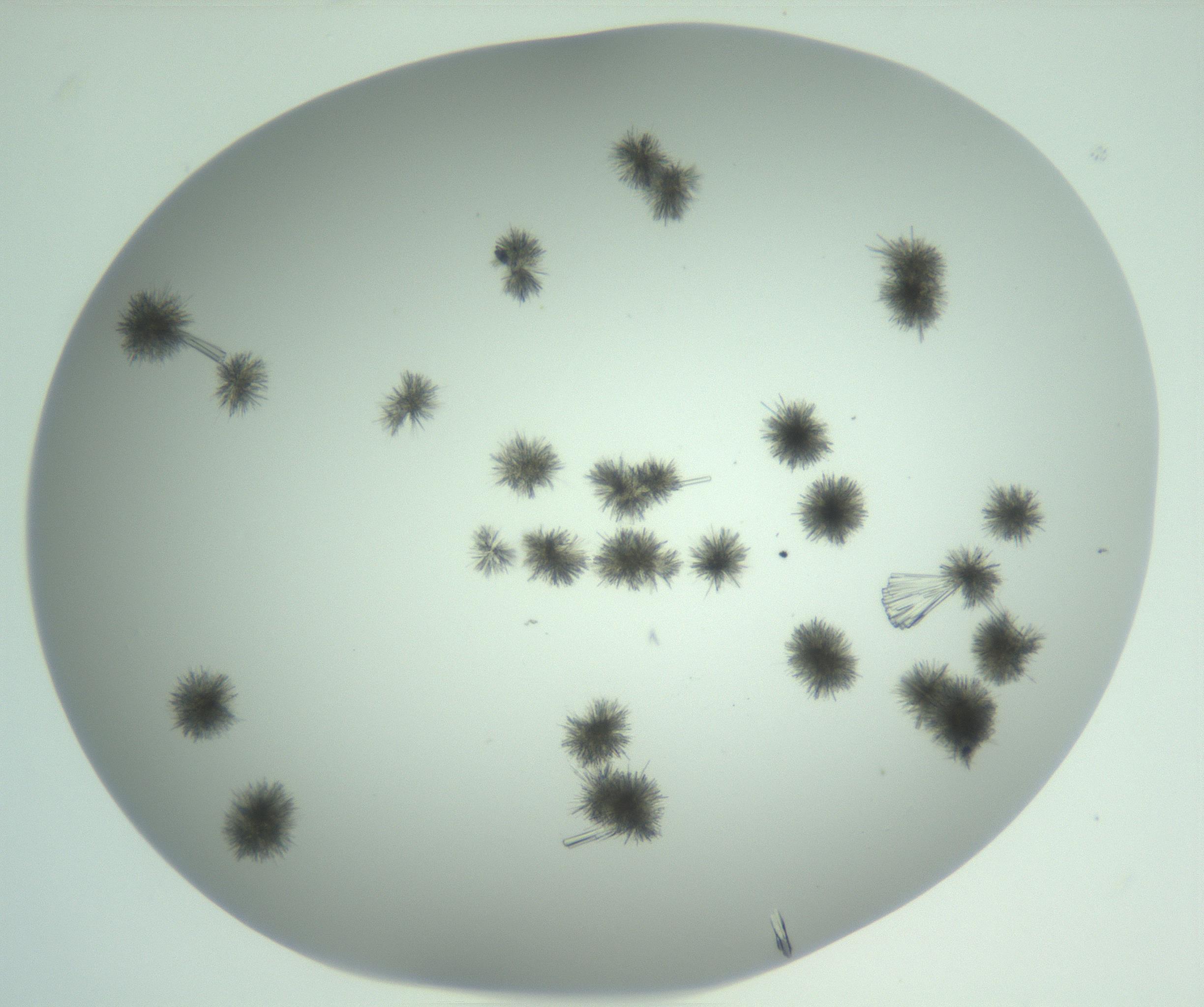 RI01_03_000_0212_Proj1_Clon1_MC_0000MC102924_011_161209_01_04_02_00_99_002_001_RAI.jpg