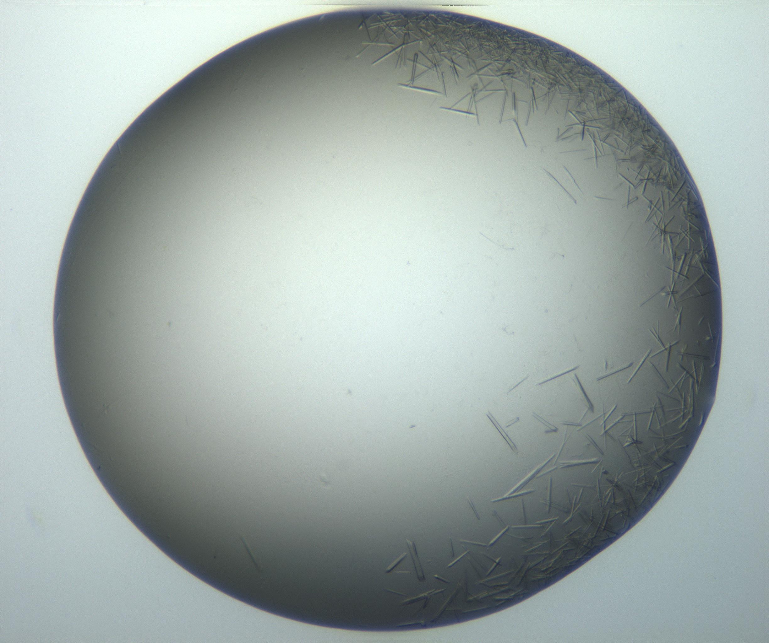 RI01_03_000_0212_Proj1_Clon1_MC_0000MC102926_002_161105_02_08_01_00_99_002_001_RAI.jpg