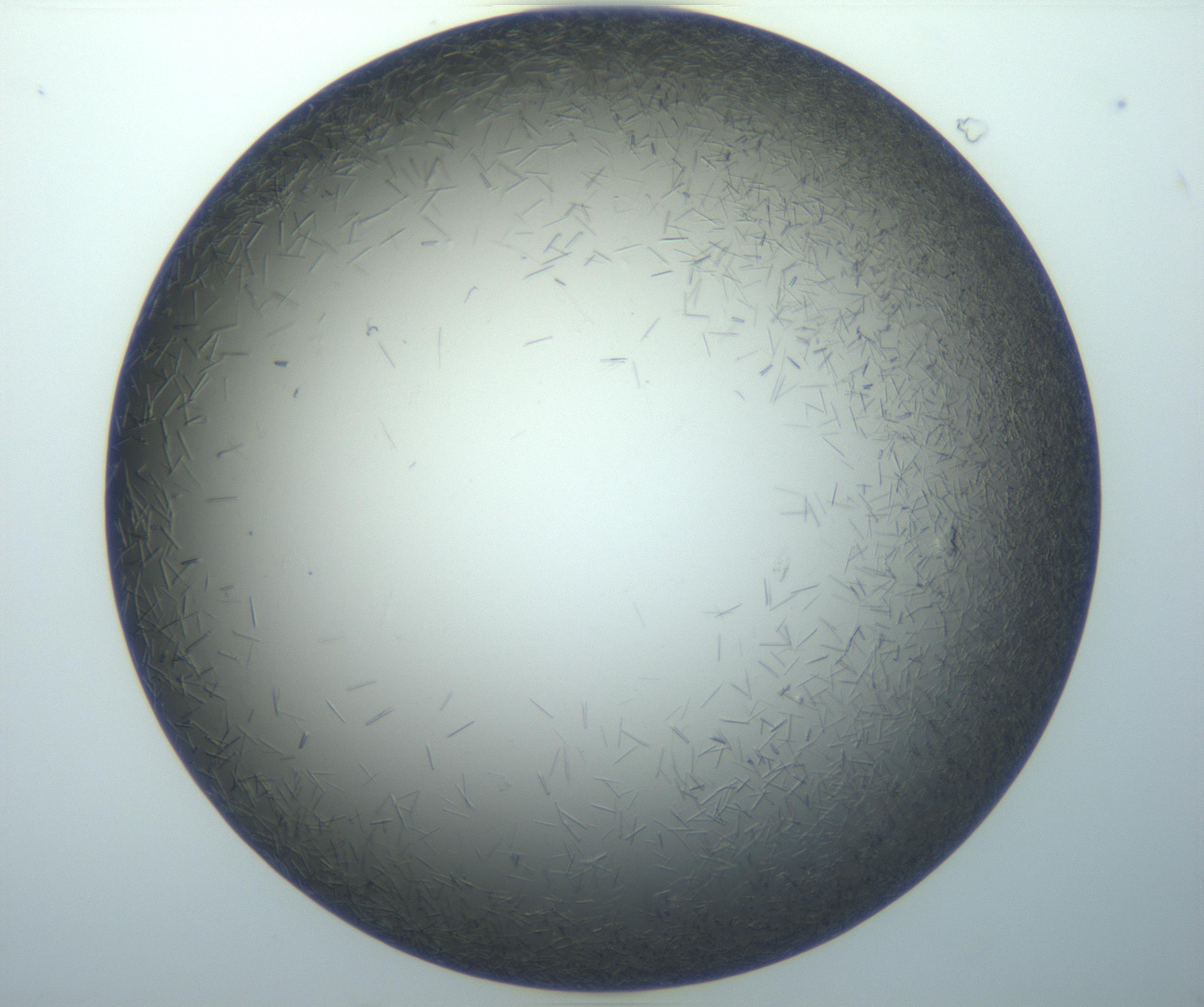 RI01_03_000_0212_Proj1_Clon1_MC_0000MC102926_002_161105_08_01_01_00_99_002_001_RAI.jpg