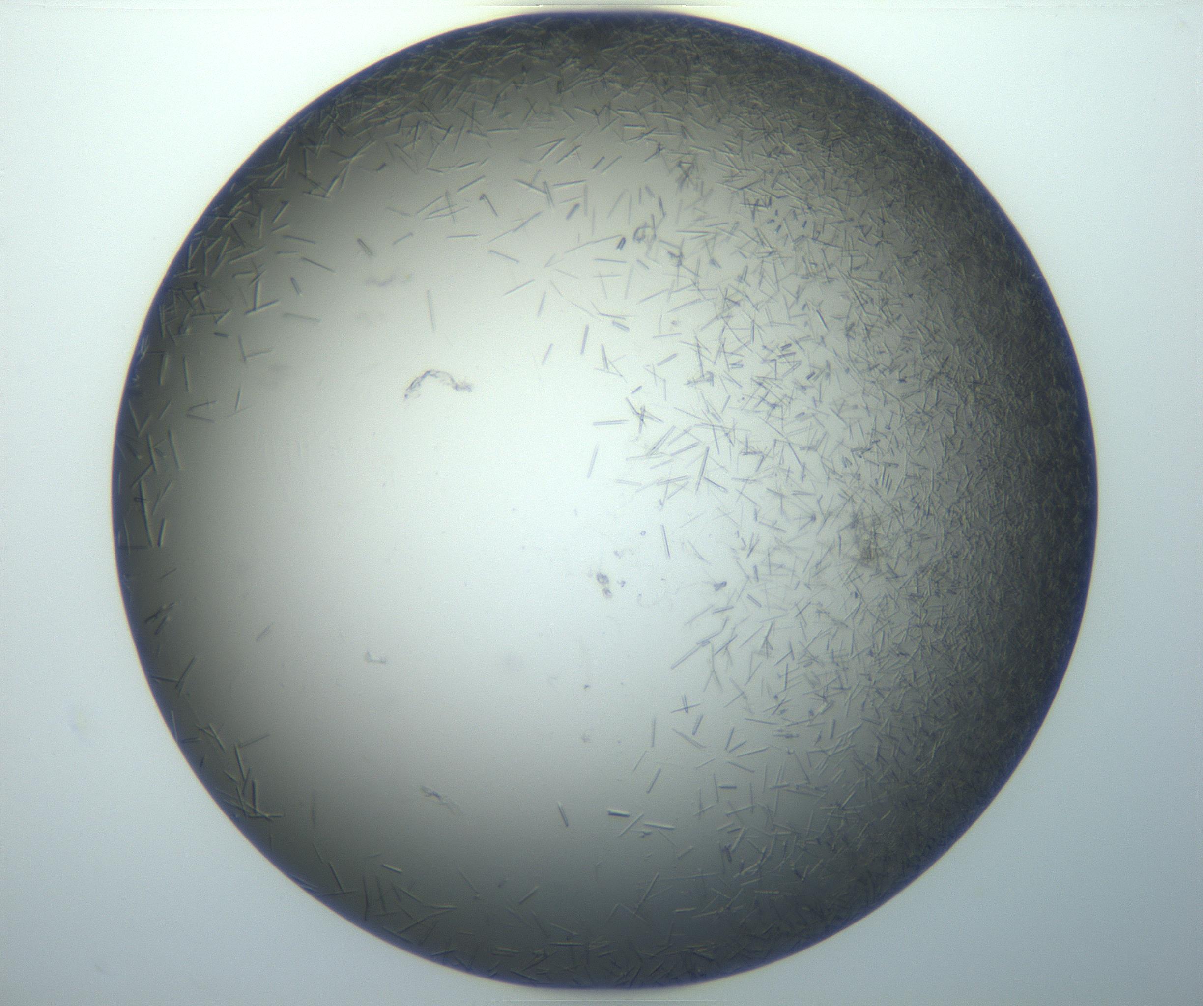 RI01_03_000_0212_Proj1_Clon1_MC_0000MC102926_002_161105_10_02_01_00_99_002_001_RAI.jpg