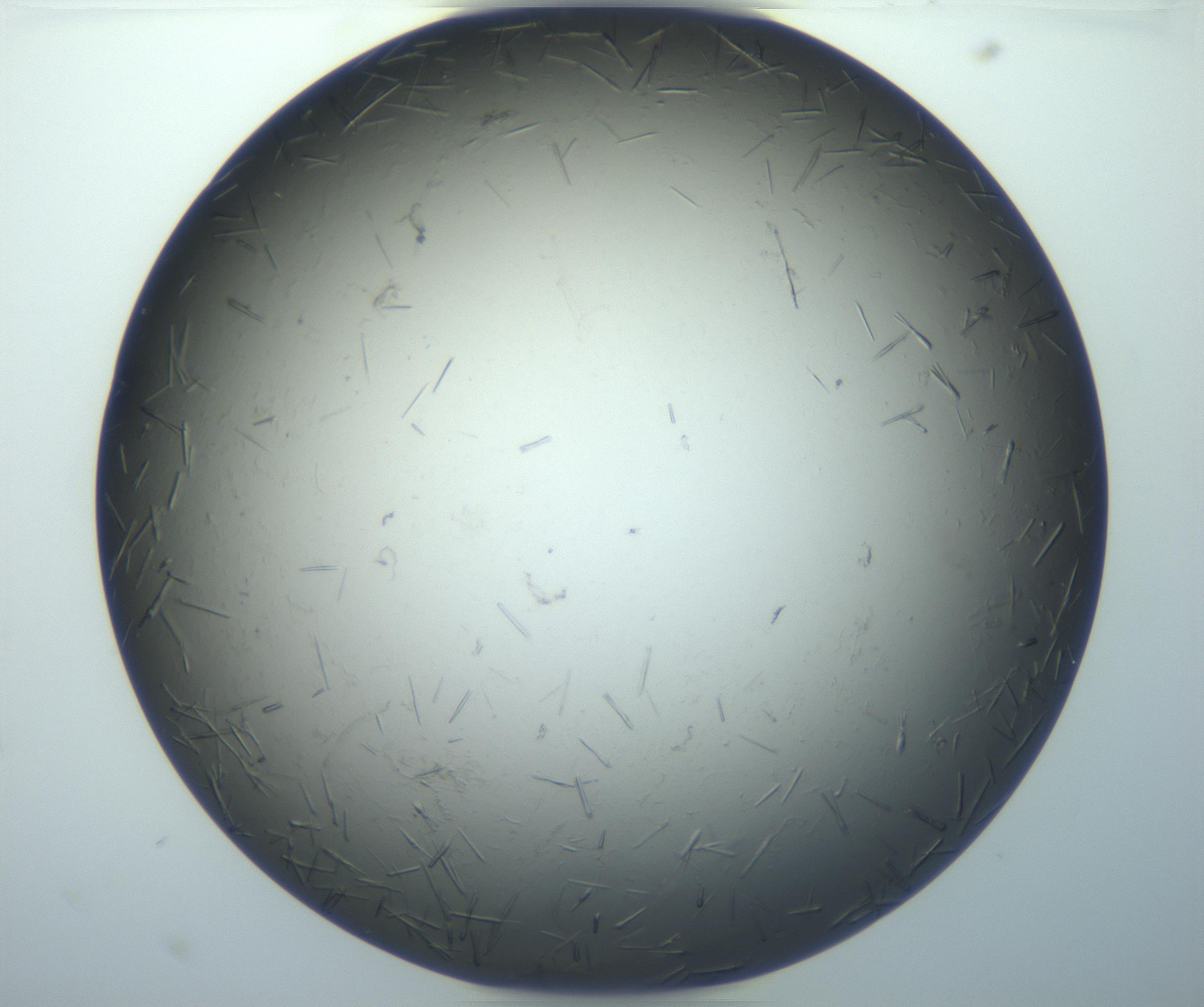 RI01_03_000_0212_Proj1_Clon1_MC_0000MC102926_002_161105_11_01_01_00_99_002_001_RAI.jpg