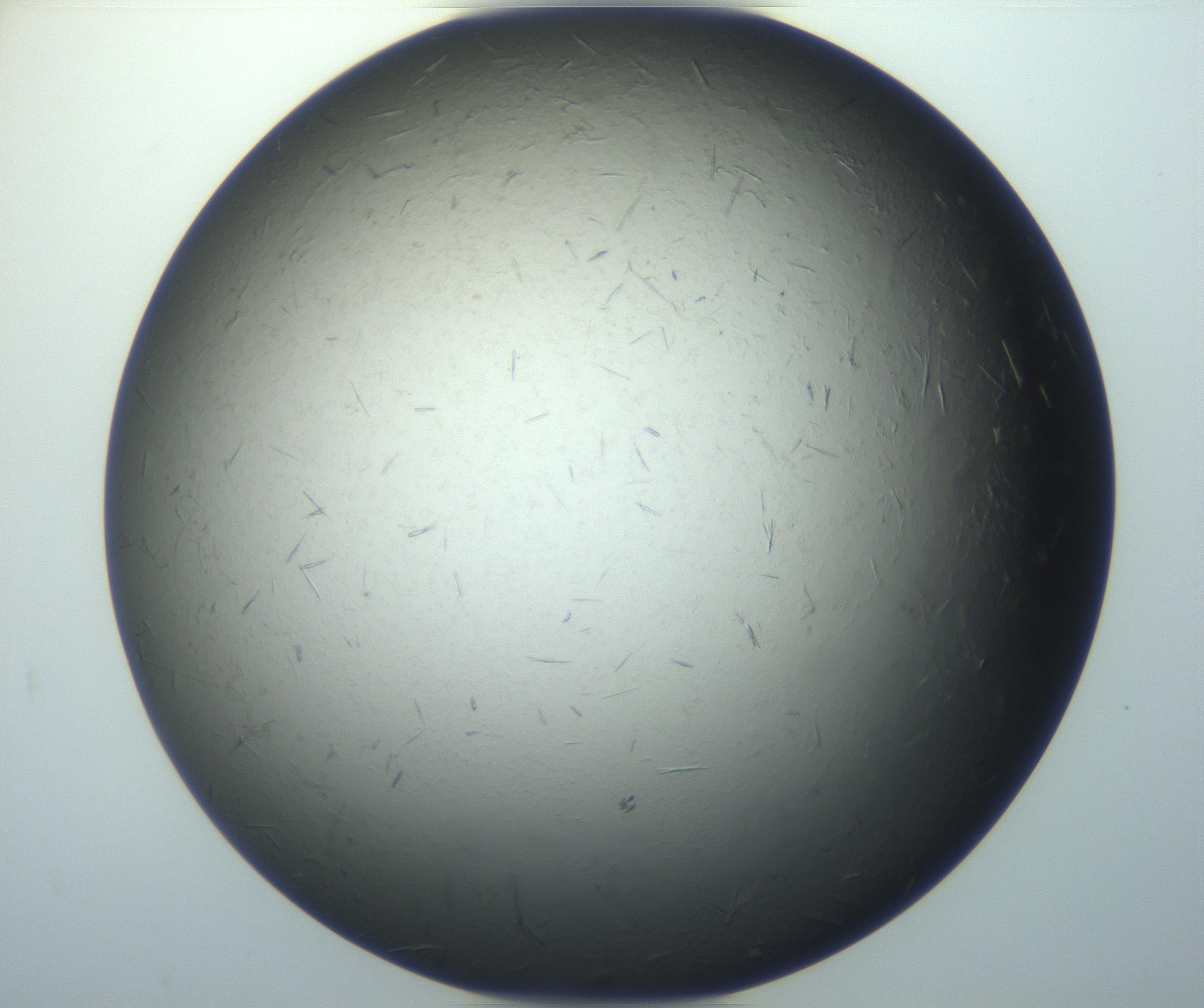 RI01_03_000_0212_Proj1_Clon1_MC_0000MC102926_002_161105_12_08_01_00_99_002_001_RAI.jpg