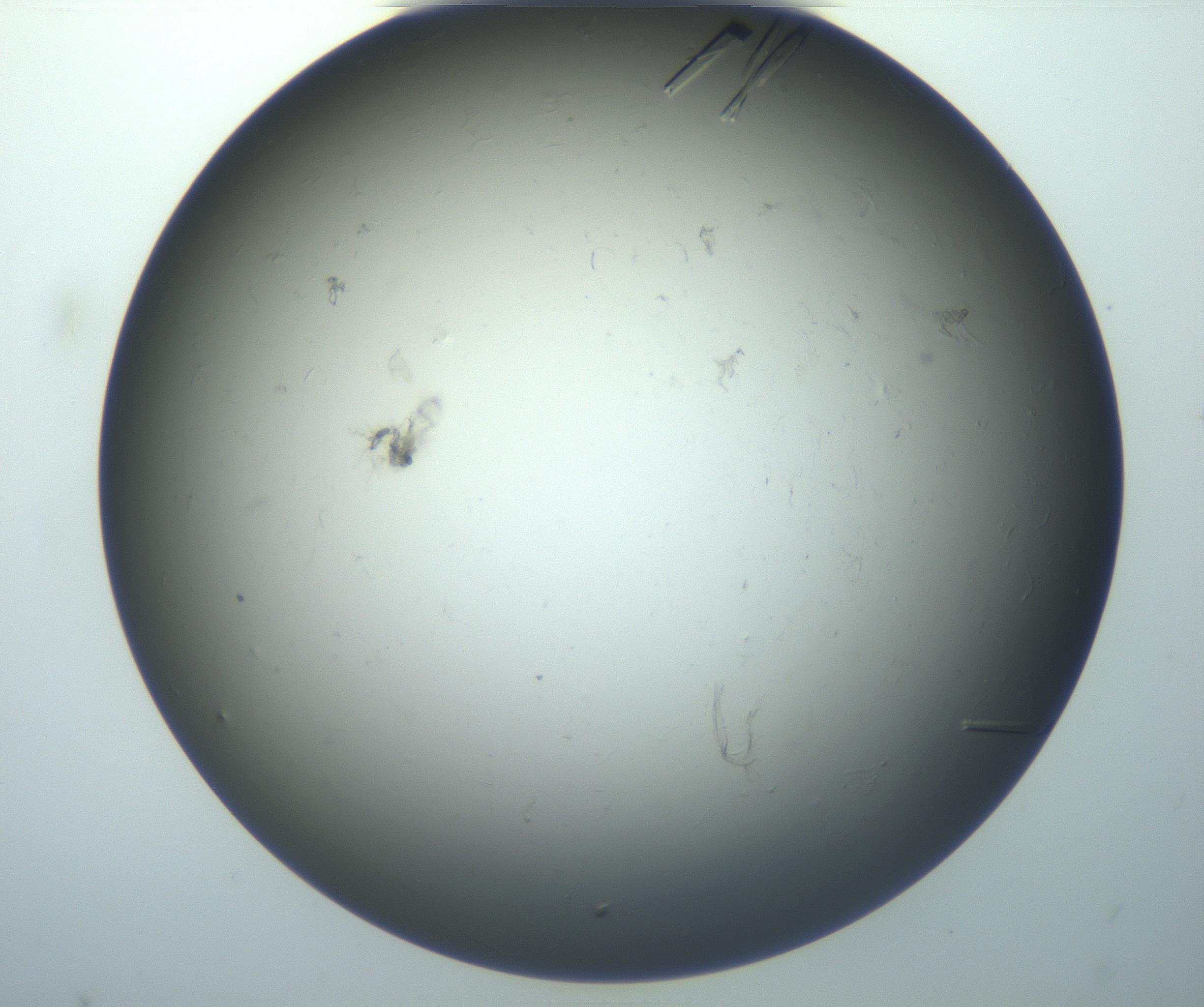 RI01_03_000_0212_Proj1_Clon1_MC_0000MC102926_004_161107_02_02_02_00_99_002_001_RAI.jpg