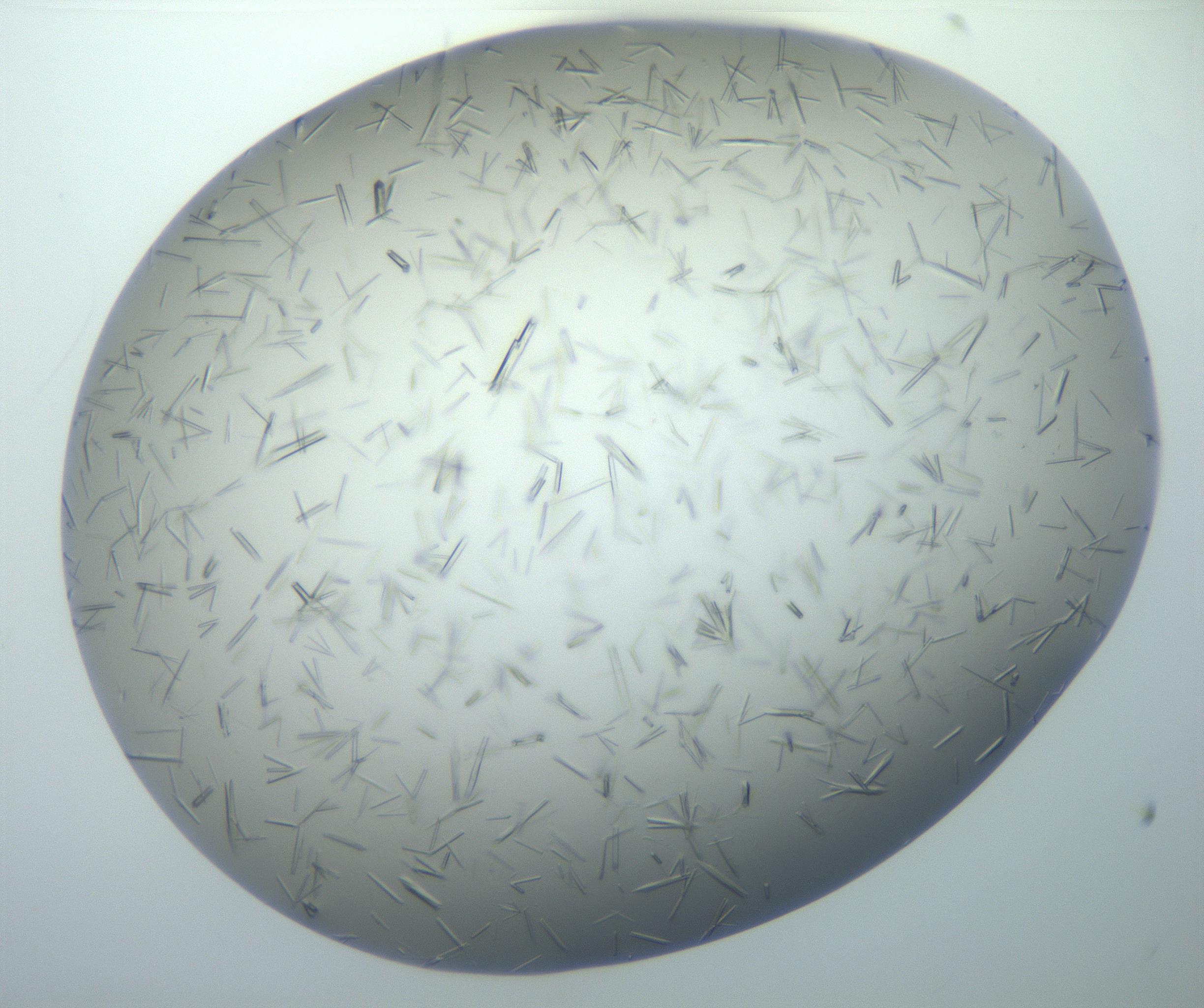 RI01_03_000_0212_Proj1_Clon1_MC_0000MC102926_004_161107_02_08_02_00_99_002_001_RAI.jpg