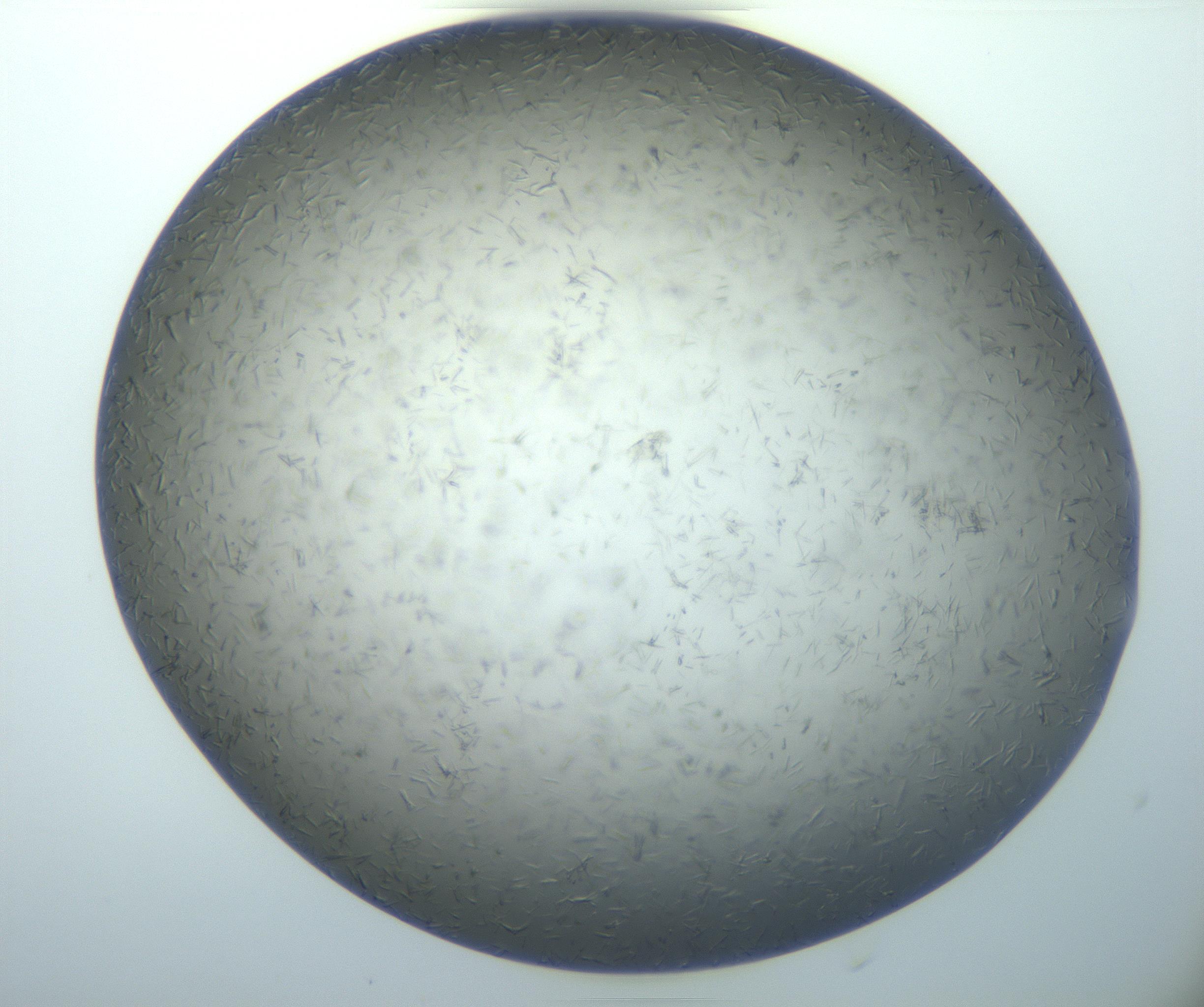 RI01_03_000_0212_Proj1_Clon1_MC_0000MC102926_004_161107_03_03_01_00_99_002_001_RAI.jpg