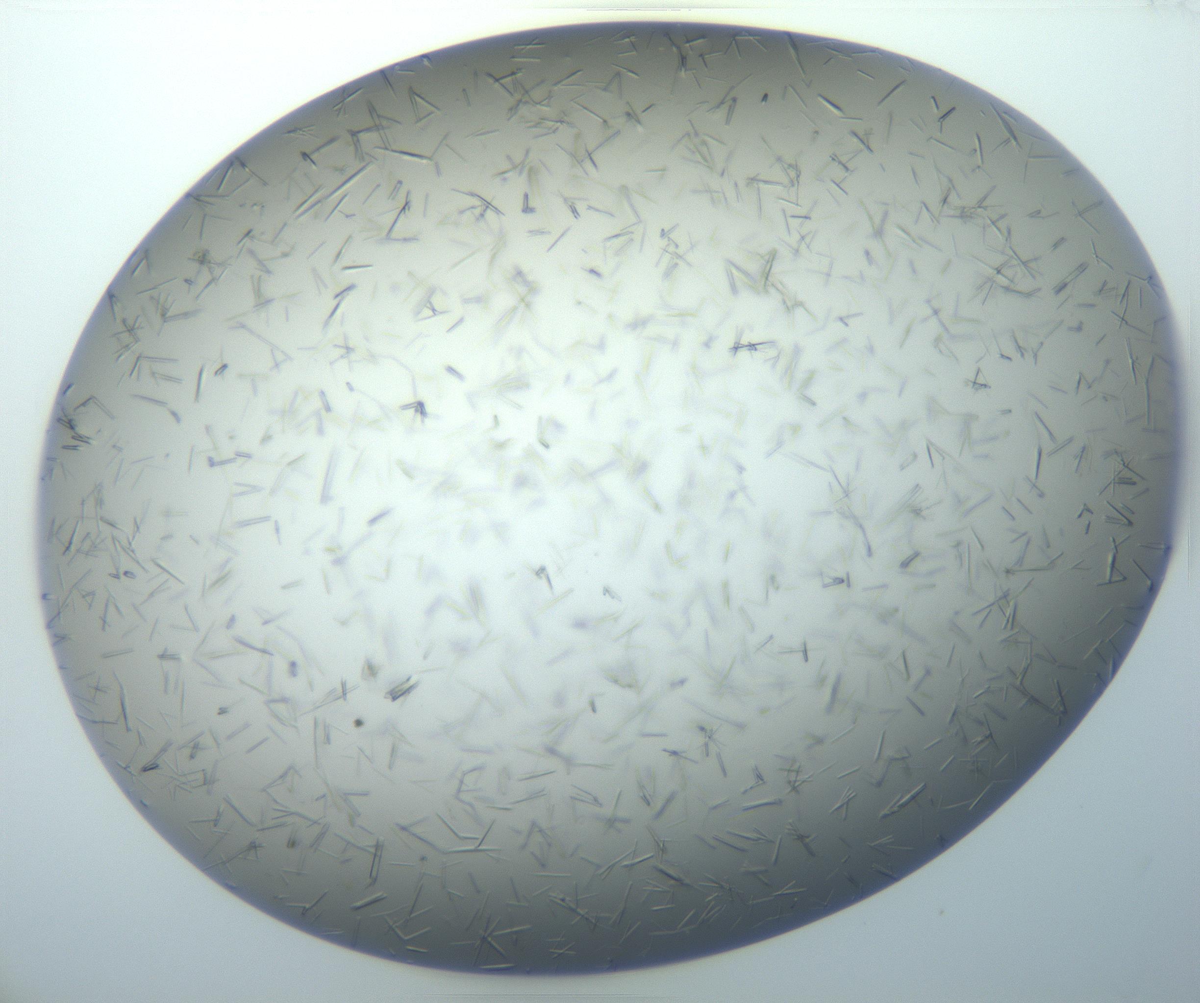 RI01_03_000_0212_Proj1_Clon1_MC_0000MC102926_004_161107_05_02_01_00_99_002_001_RAI.jpg