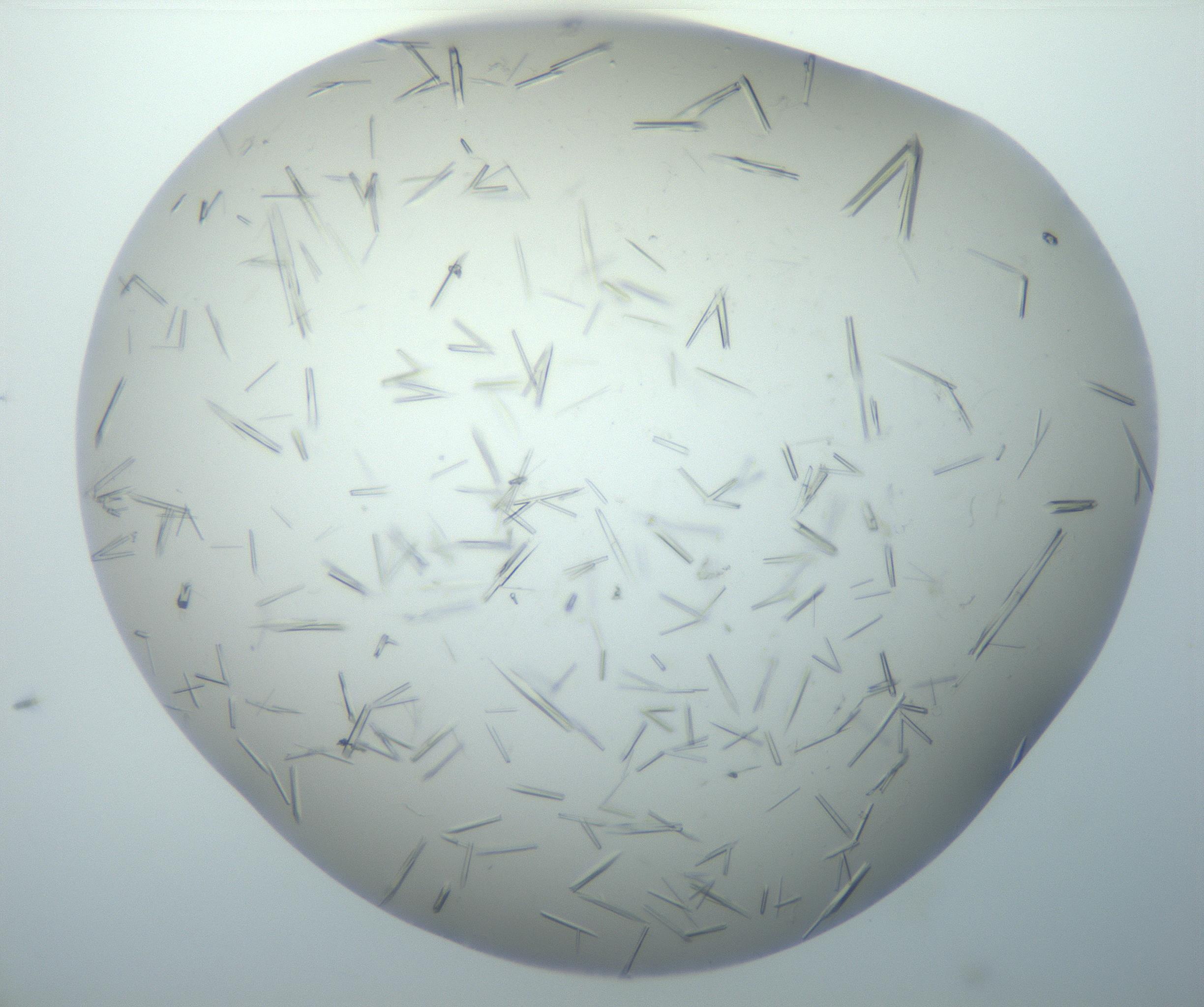 RI01_03_000_0212_Proj1_Clon1_MC_0000MC102926_004_161107_05_02_02_00_99_002_001_RAI.jpg