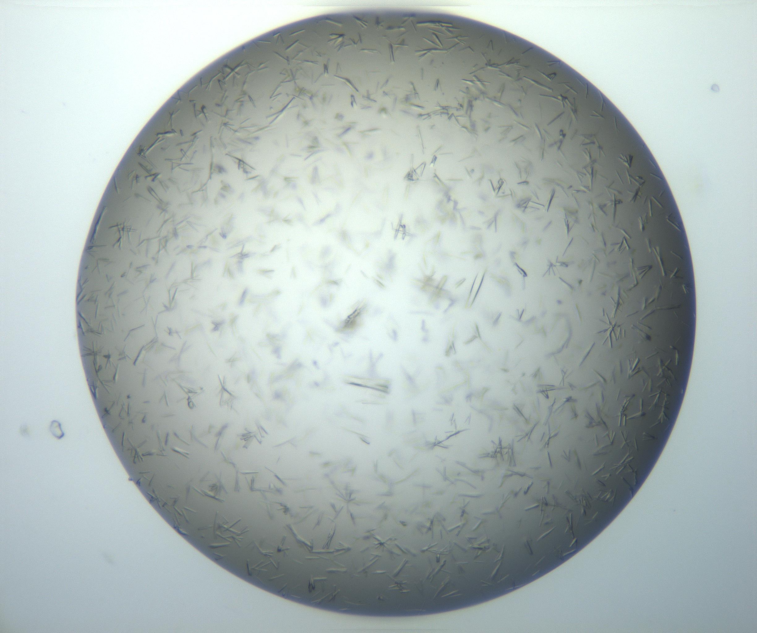 RI01_03_000_0212_Proj1_Clon1_MC_0000MC102926_004_161107_10_02_02_00_99_002_001_RAI.jpg