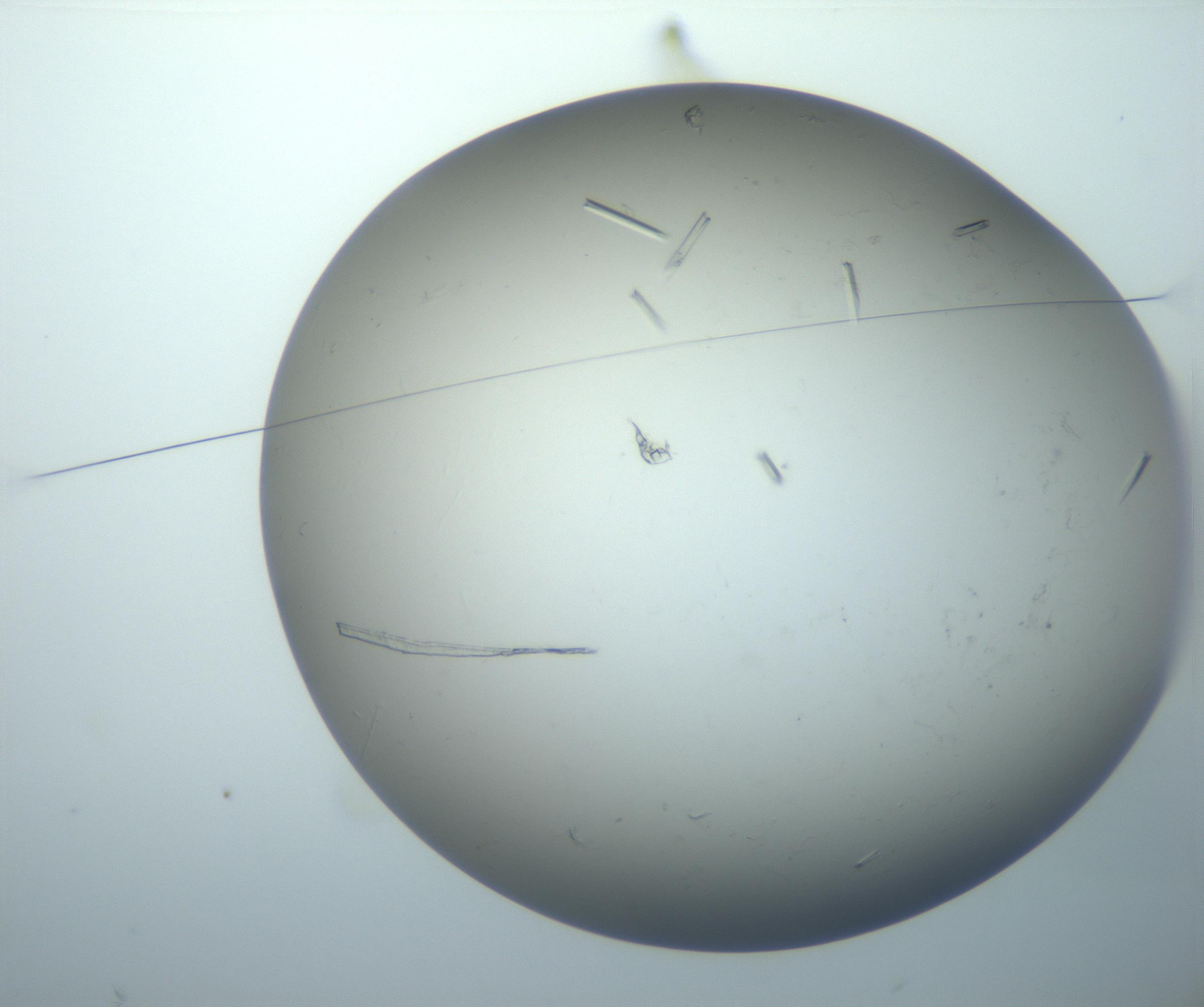 RI01_03_000_0212_Proj1_Clon1_MC_0000MC102926_006_161109_02_01_01_00_99_002_001_RAI.jpg