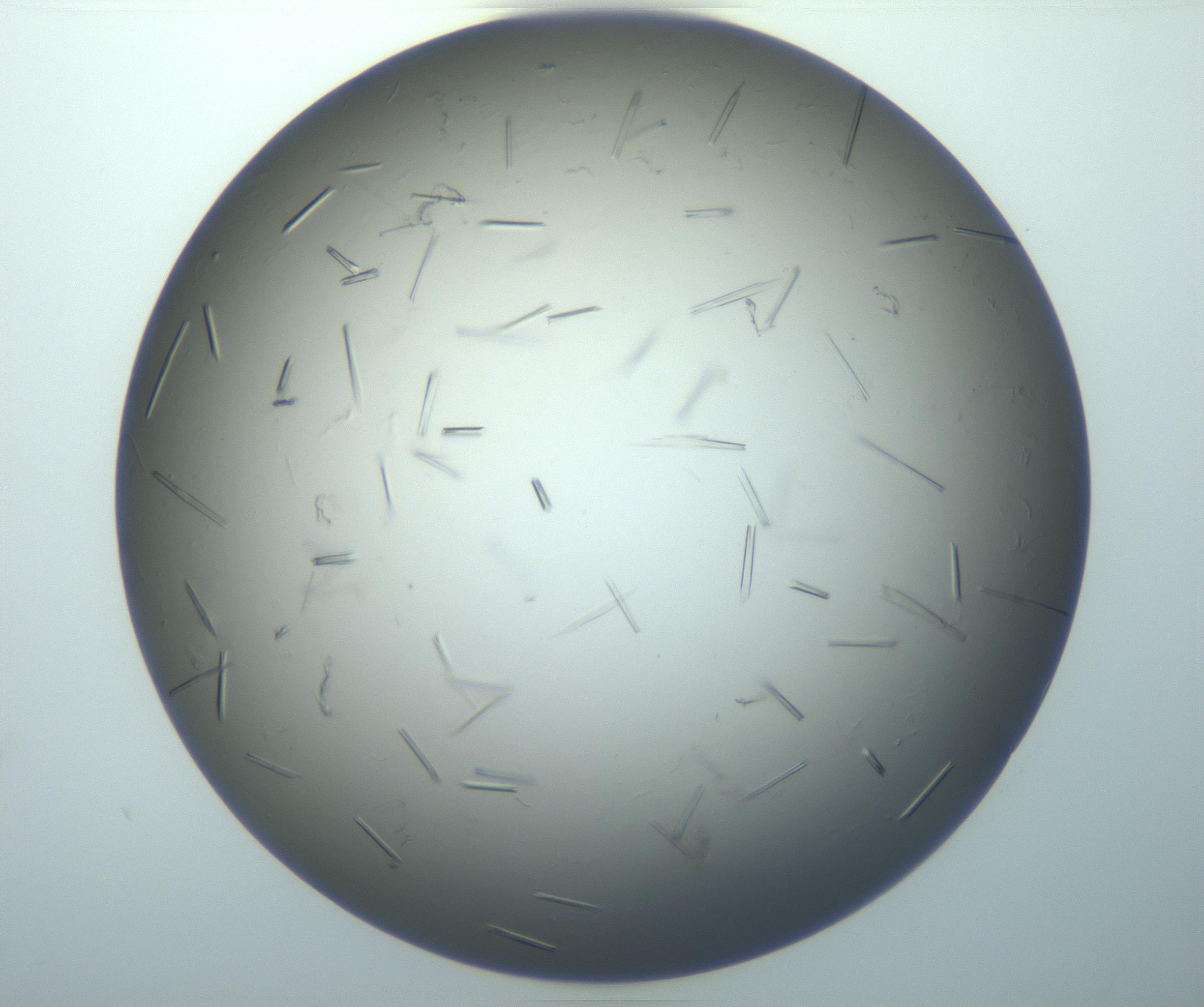 RI01_03_000_0212_Proj1_Clon1_MC_0000MC102926_006_161109_03_04_01_00_99_002_001_RAI.jpg