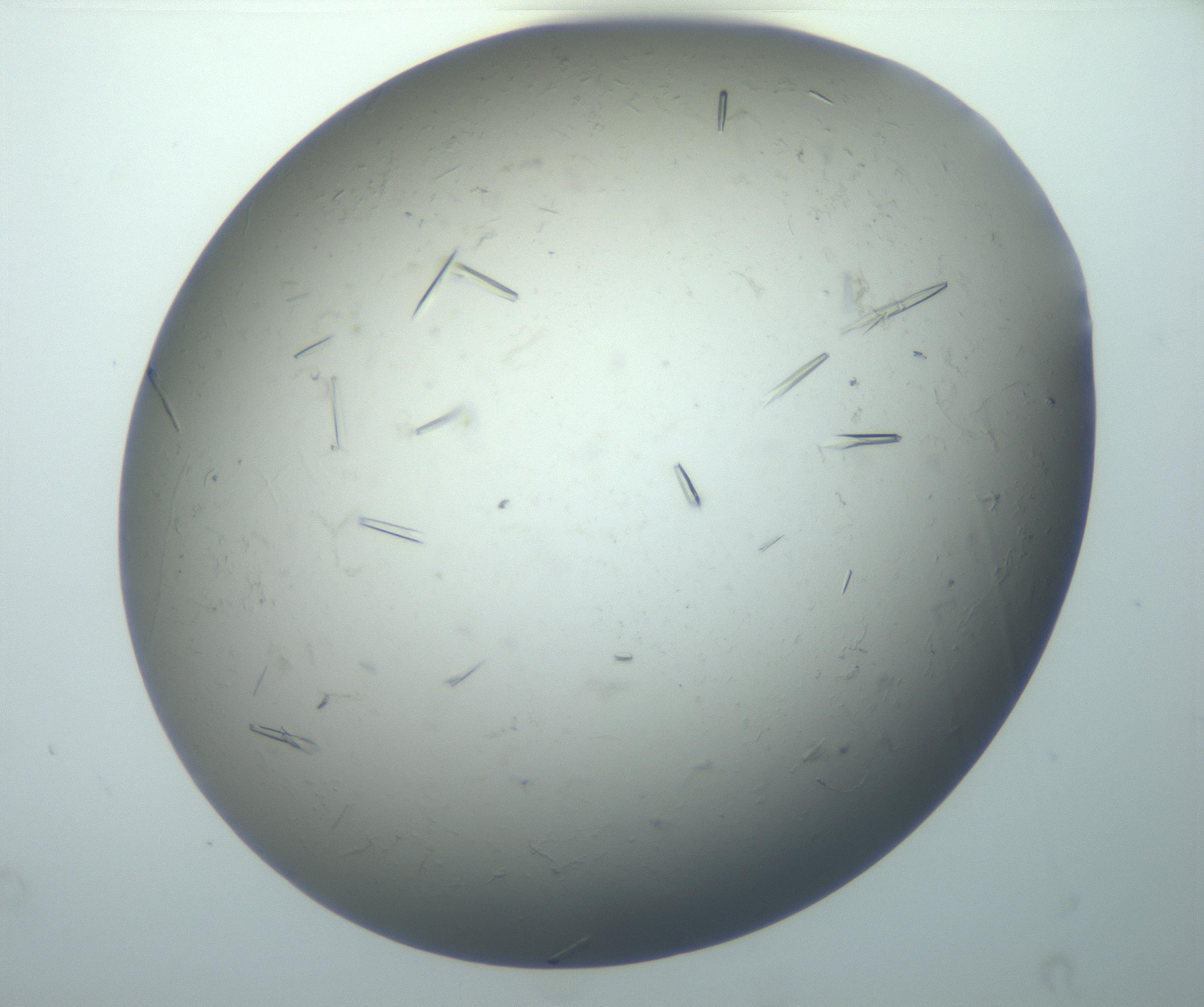 RI01_03_000_0212_Proj1_Clon1_MC_0000MC102926_006_161109_03_08_02_00_99_002_001_RAI.jpg