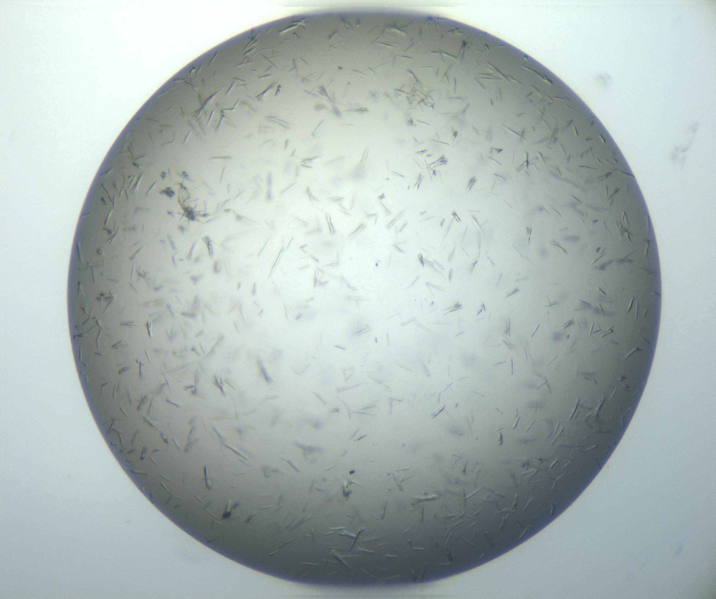 RI01_03_000_0212_Proj1_Clon1_MC_0000MC102926_006_161109_04_07_01_00_99_002_001_RAI.jpg