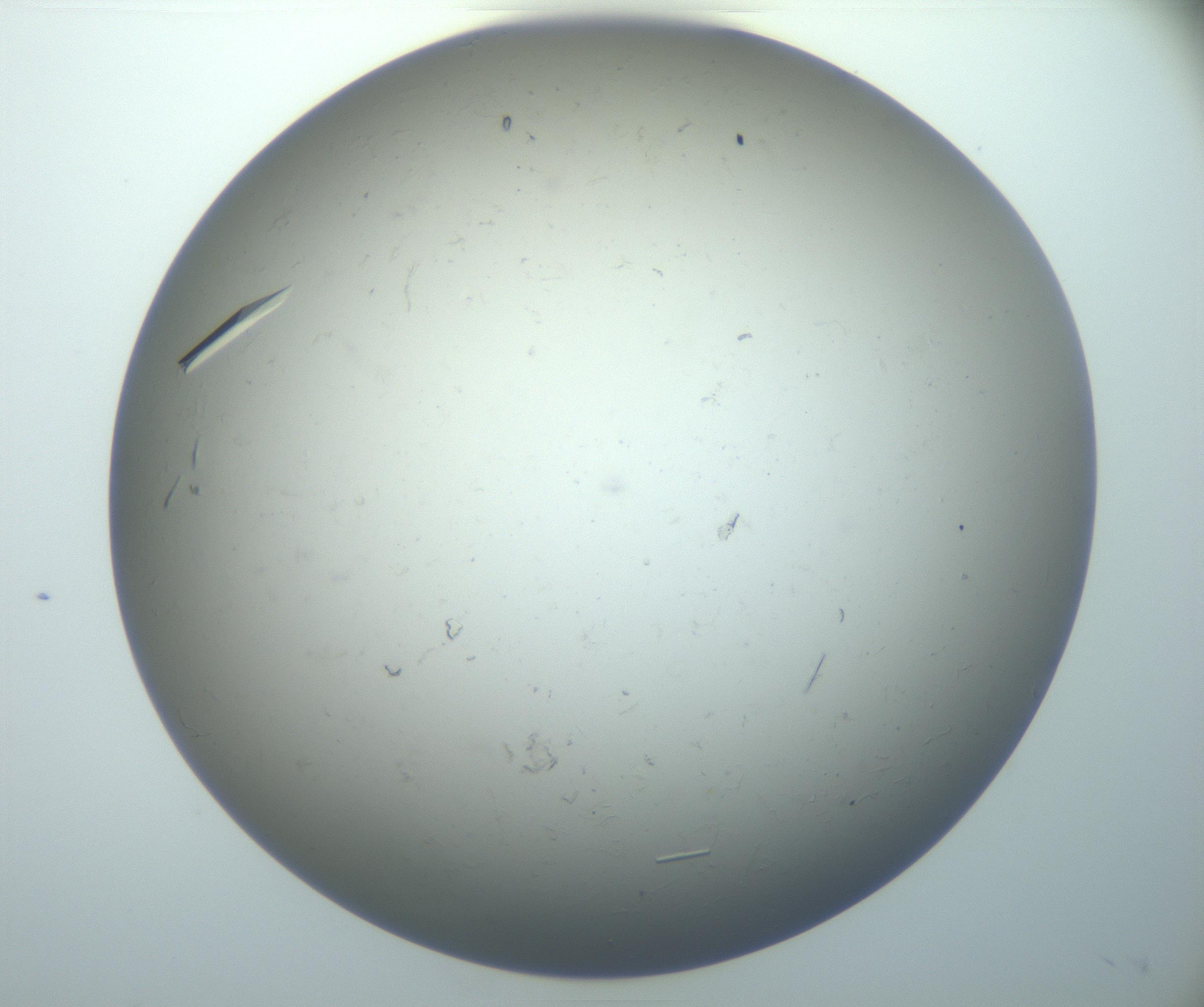 RI01_03_000_0212_Proj1_Clon1_MC_0000MC102926_006_161109_04_07_02_00_99_002_001_RAI.jpg