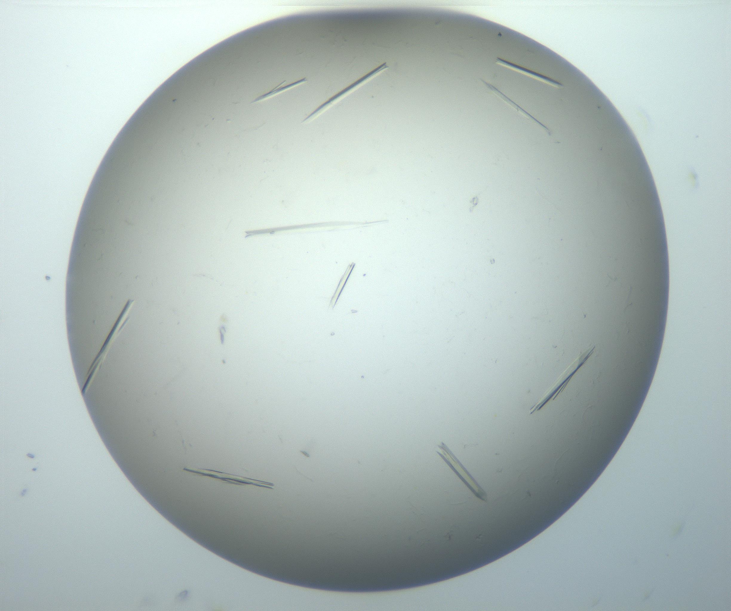 RI01_03_000_0212_Proj1_Clon1_MC_0000MC102926_006_161109_05_07_02_00_99_002_001_RAI.jpg