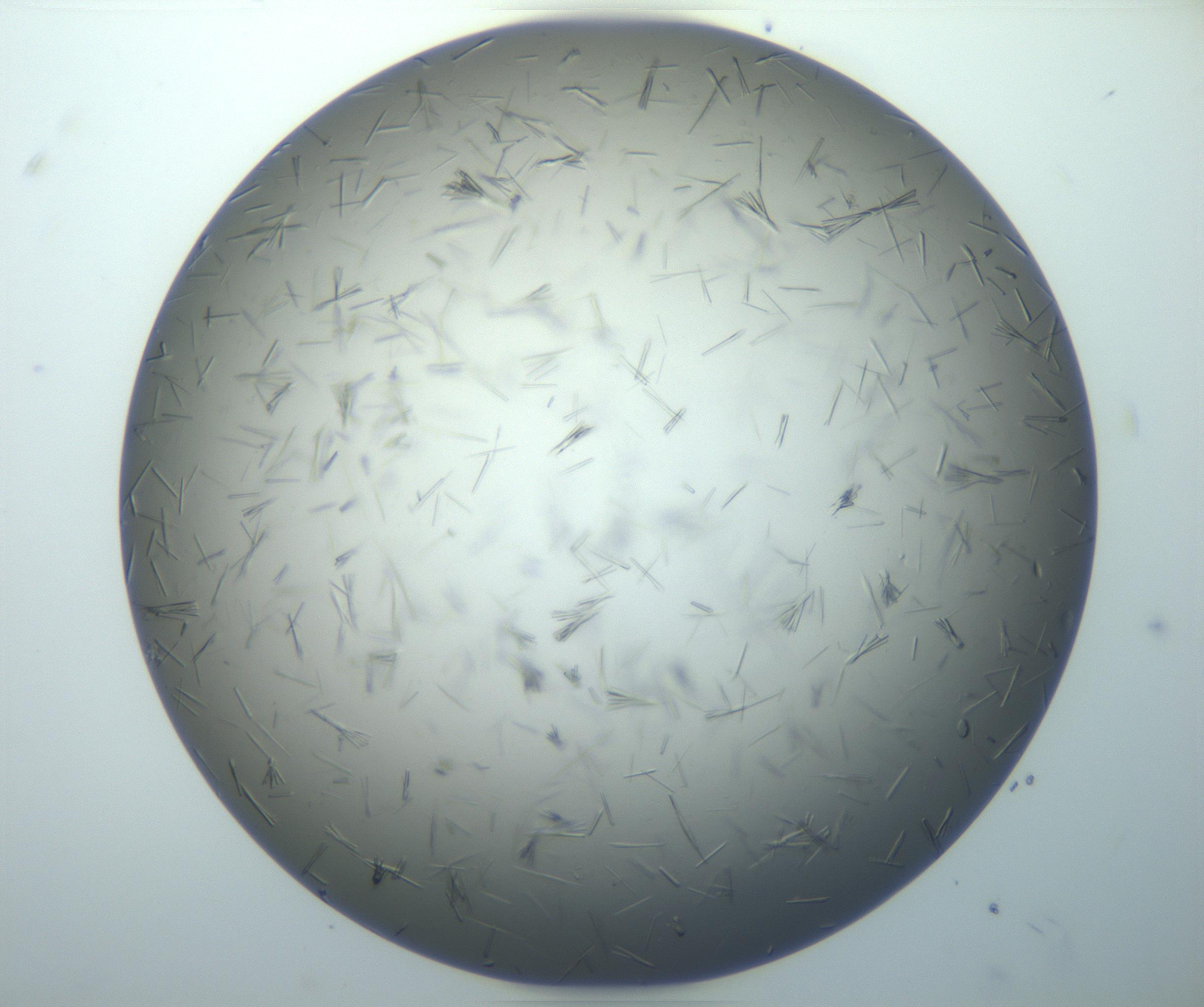 RI01_03_000_0212_Proj1_Clon1_MC_0000MC102926_006_161109_08_07_01_00_99_002_001_RAI.jpg
