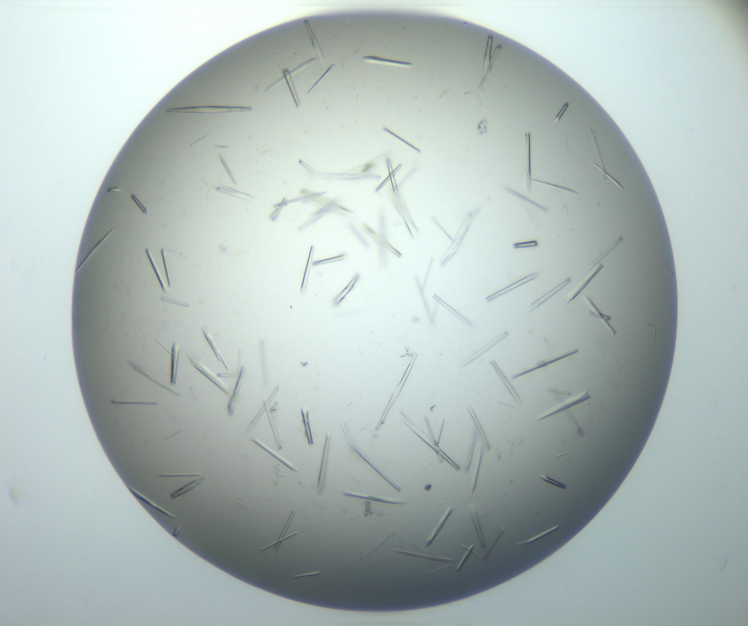 RI01_03_000_0212_Proj1_Clon1_MC_0000MC102926_006_161109_08_07_02_00_99_002_001_RAI.jpg