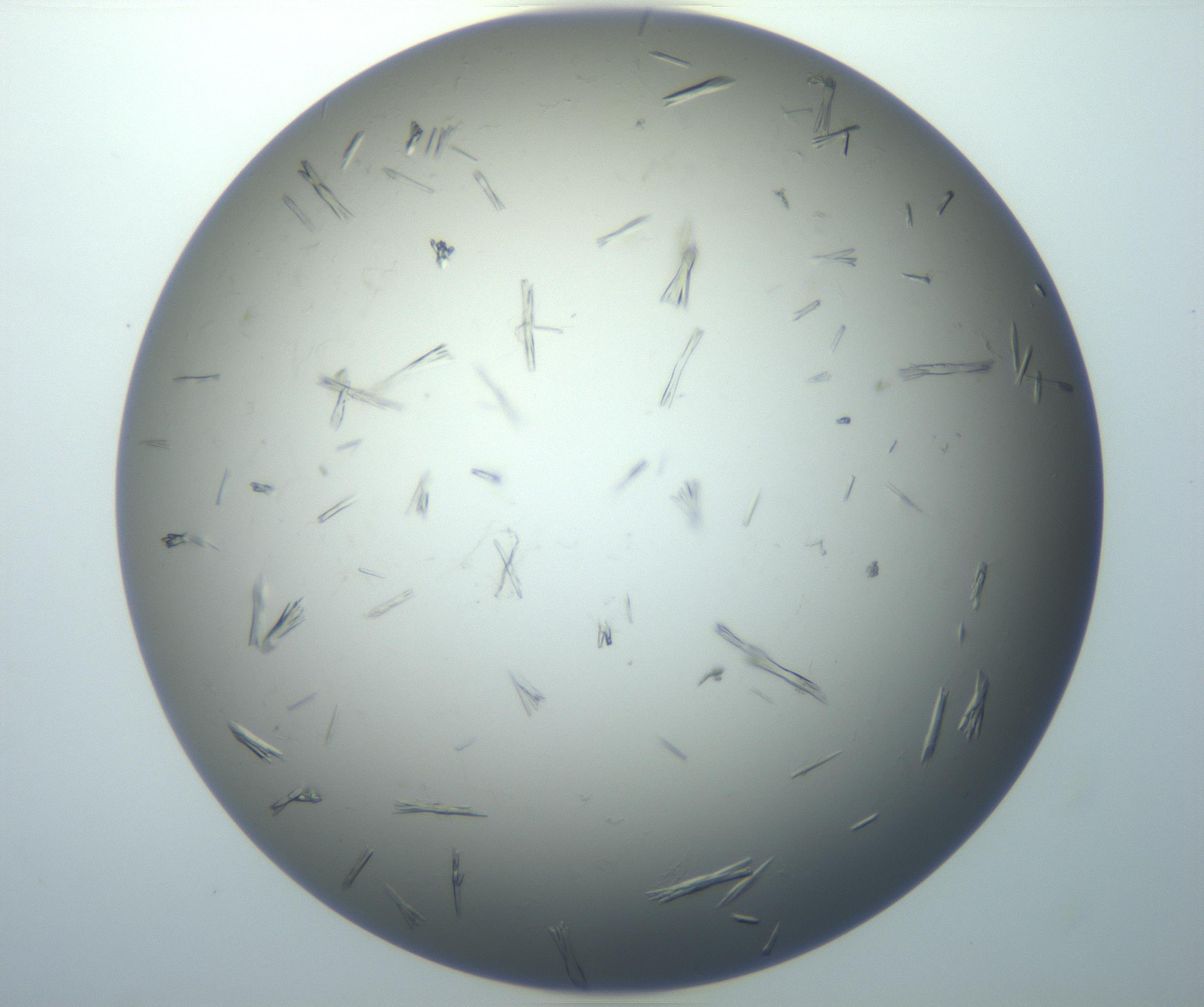 RI01_03_000_0212_Proj1_Clon1_MC_0000MC102926_006_161109_12_03_01_00_99_002_001_RAI.jpg
