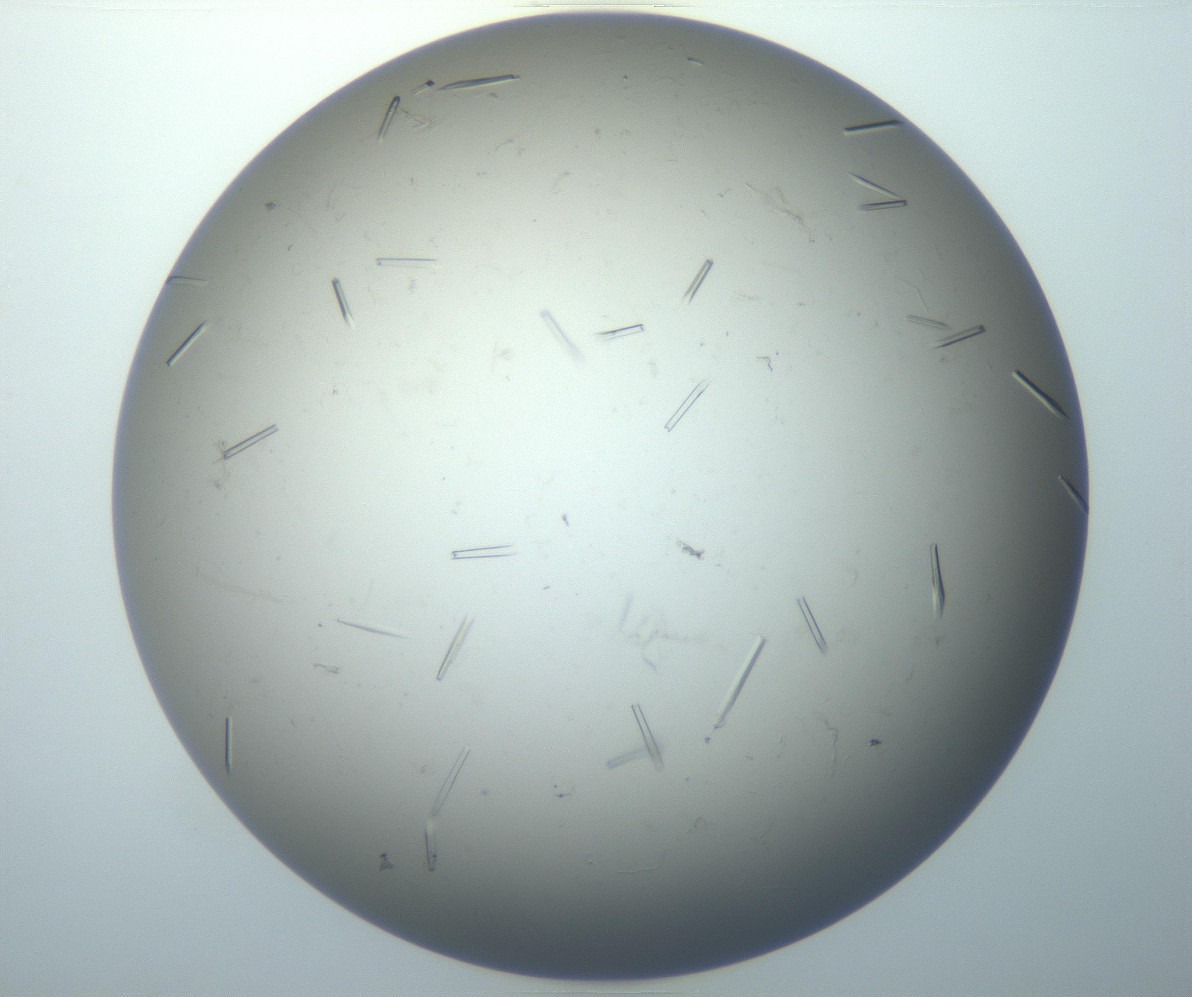RI01_03_000_0212_Proj1_Clon1_MC_0000MC102926_006_161109_12_03_02_00_99_002_001_RAI.jpg