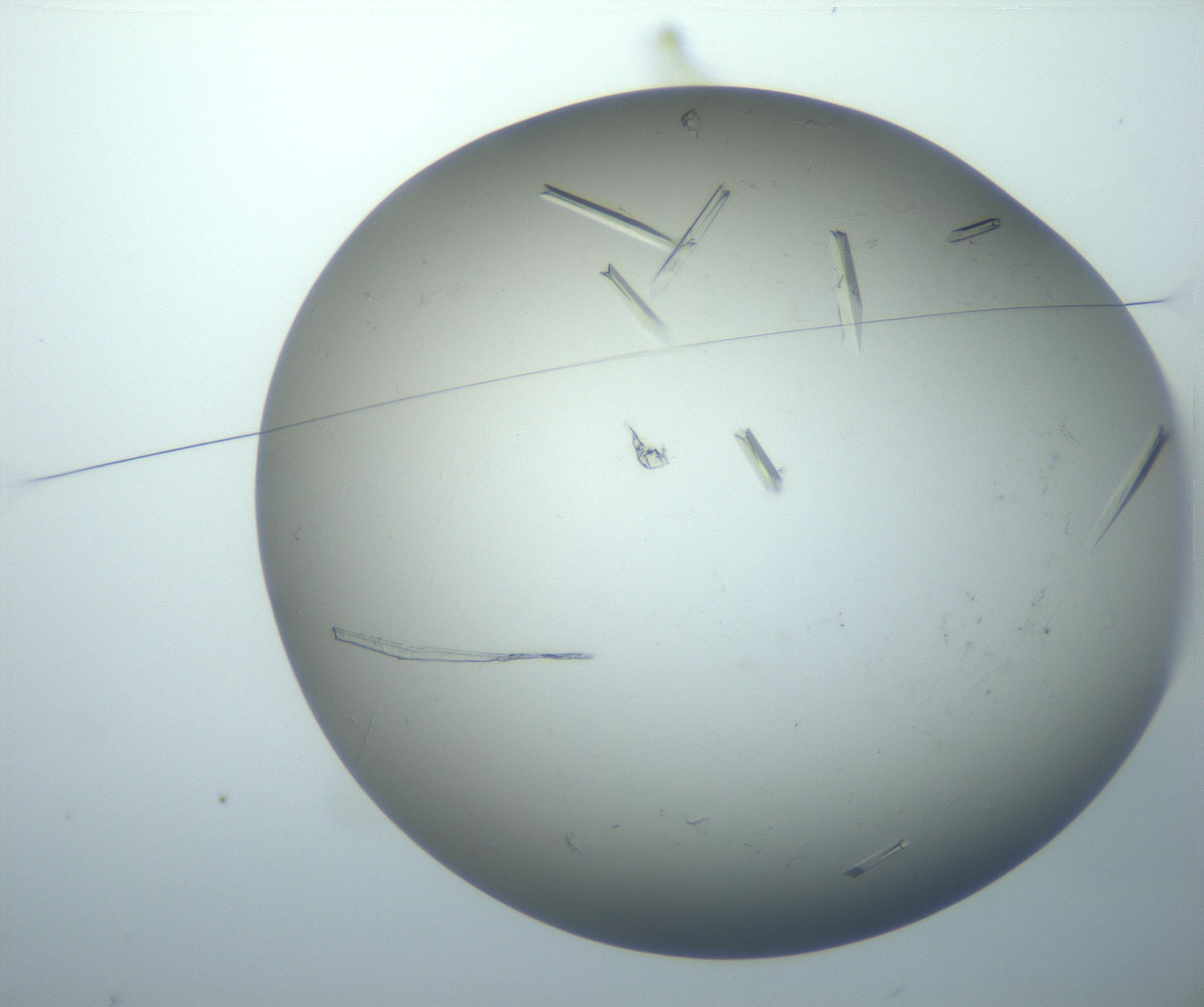 RI01_03_000_0212_Proj1_Clon1_MC_0000MC102926_007_161111_02_01_01_00_99_002_001_RAI.jpg