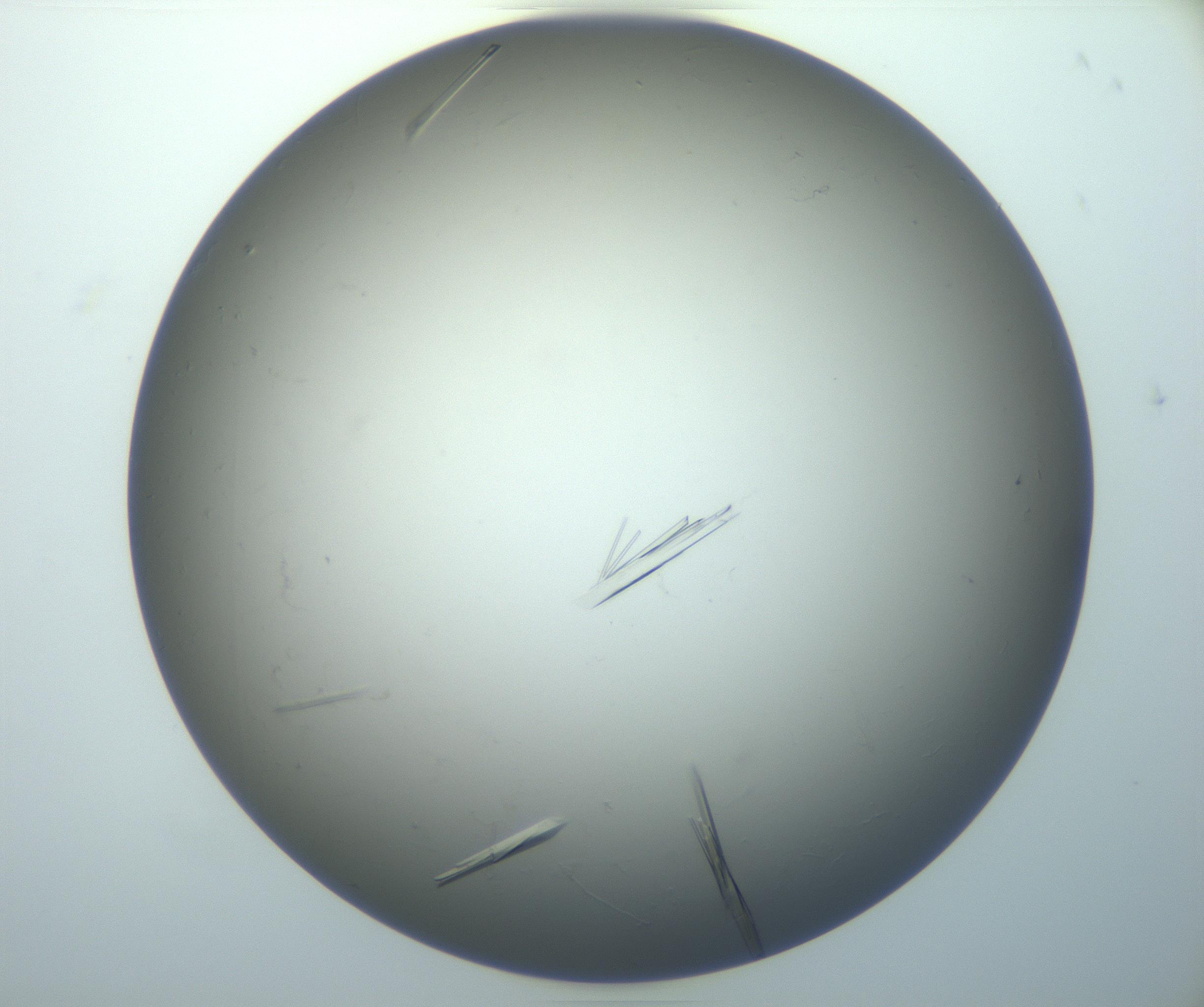 RI01_03_000_0212_Proj1_Clon1_MC_0000MC102926_007_161111_05_07_01_00_99_002_001_RAI.jpg