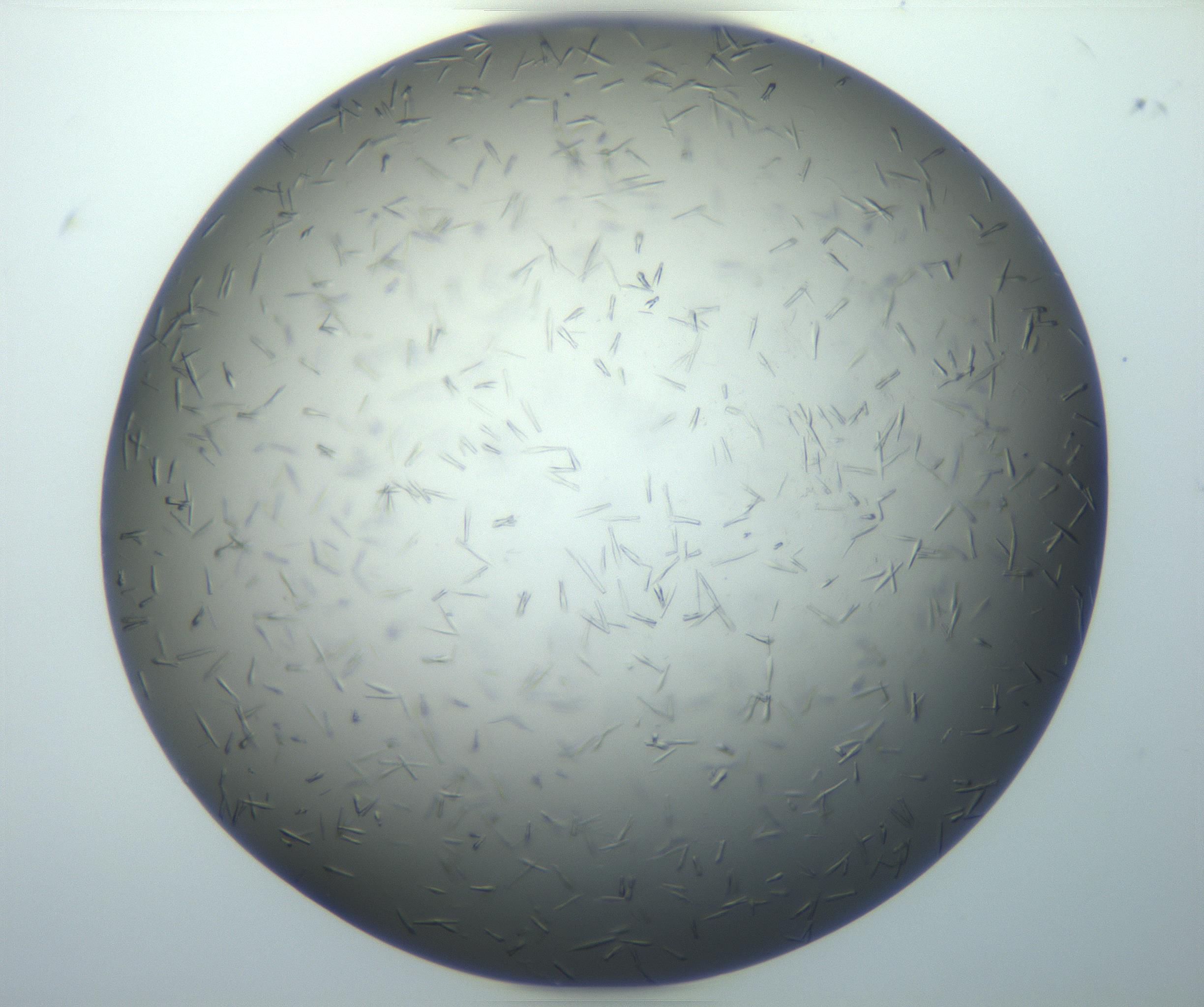 RI01_03_000_0212_Proj1_Clon1_MC_0000MC102926_007_161111_05_08_01_00_99_002_001_RAI.jpg