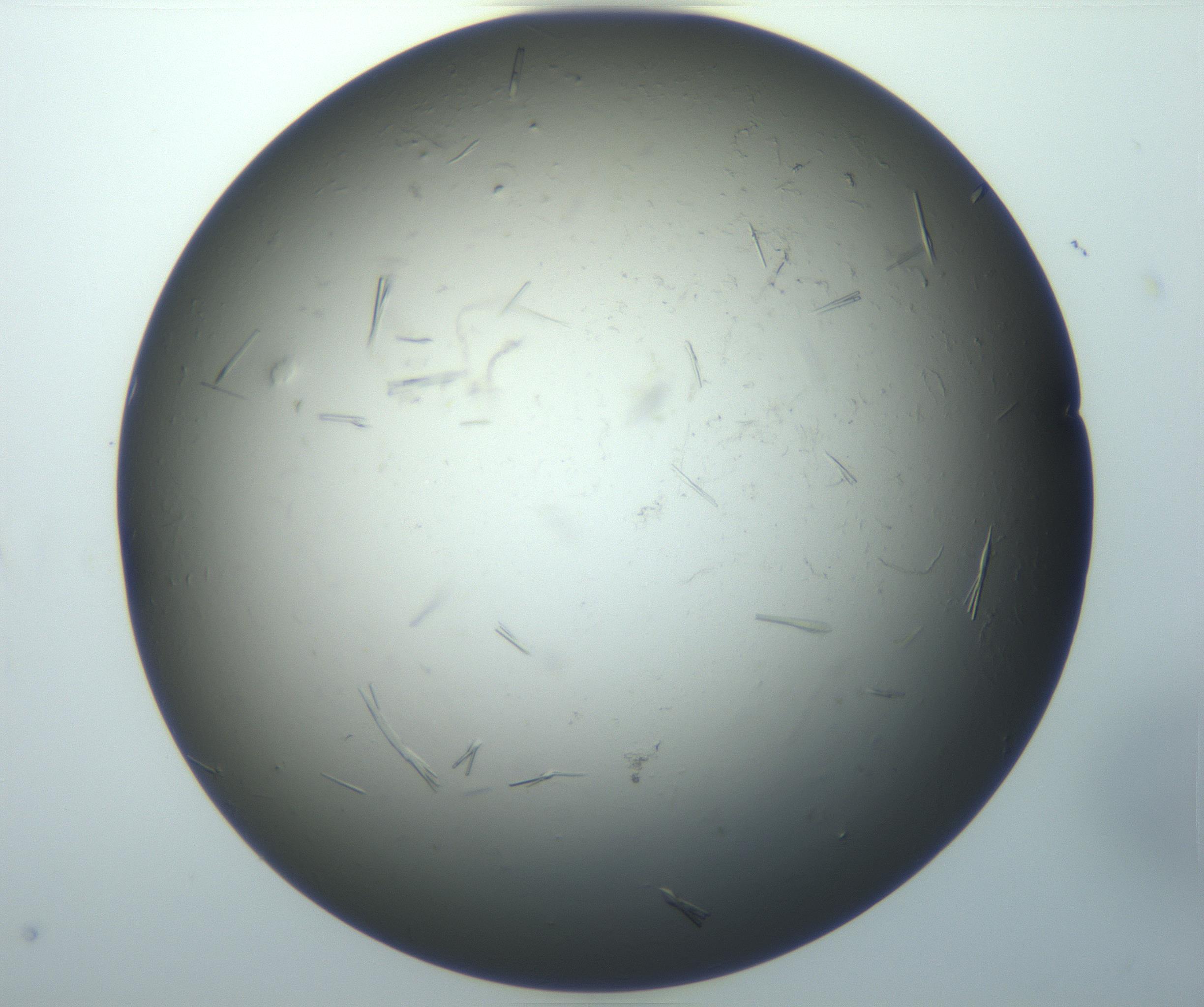 RI01_03_000_0212_Proj1_Clon1_MC_0000MC102926_007_161111_07_07_01_00_99_002_001_RAI.jpg