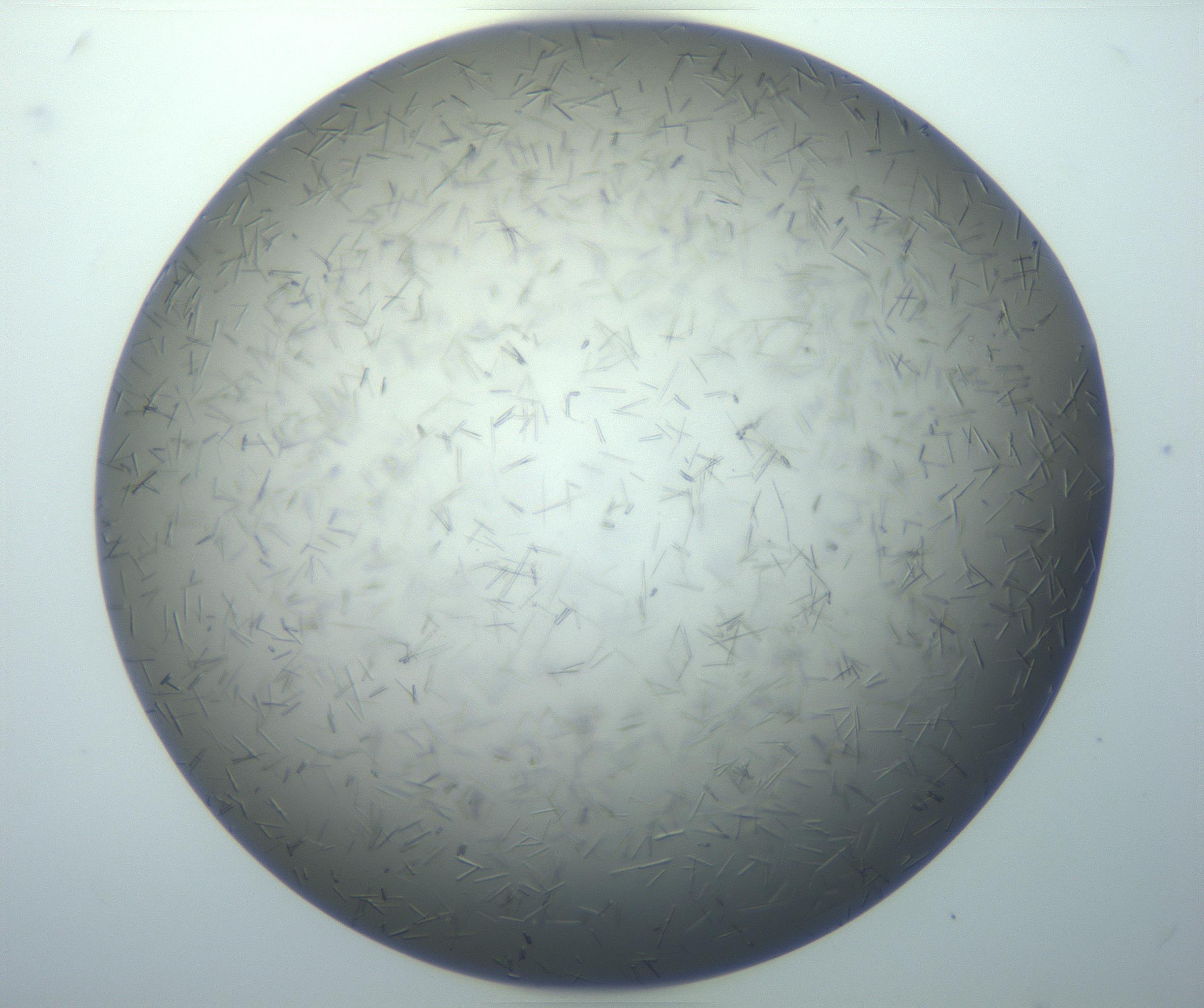 RI01_03_000_0212_Proj1_Clon1_MC_0000MC102926_007_161111_07_08_01_00_99_002_001_RAI.jpg