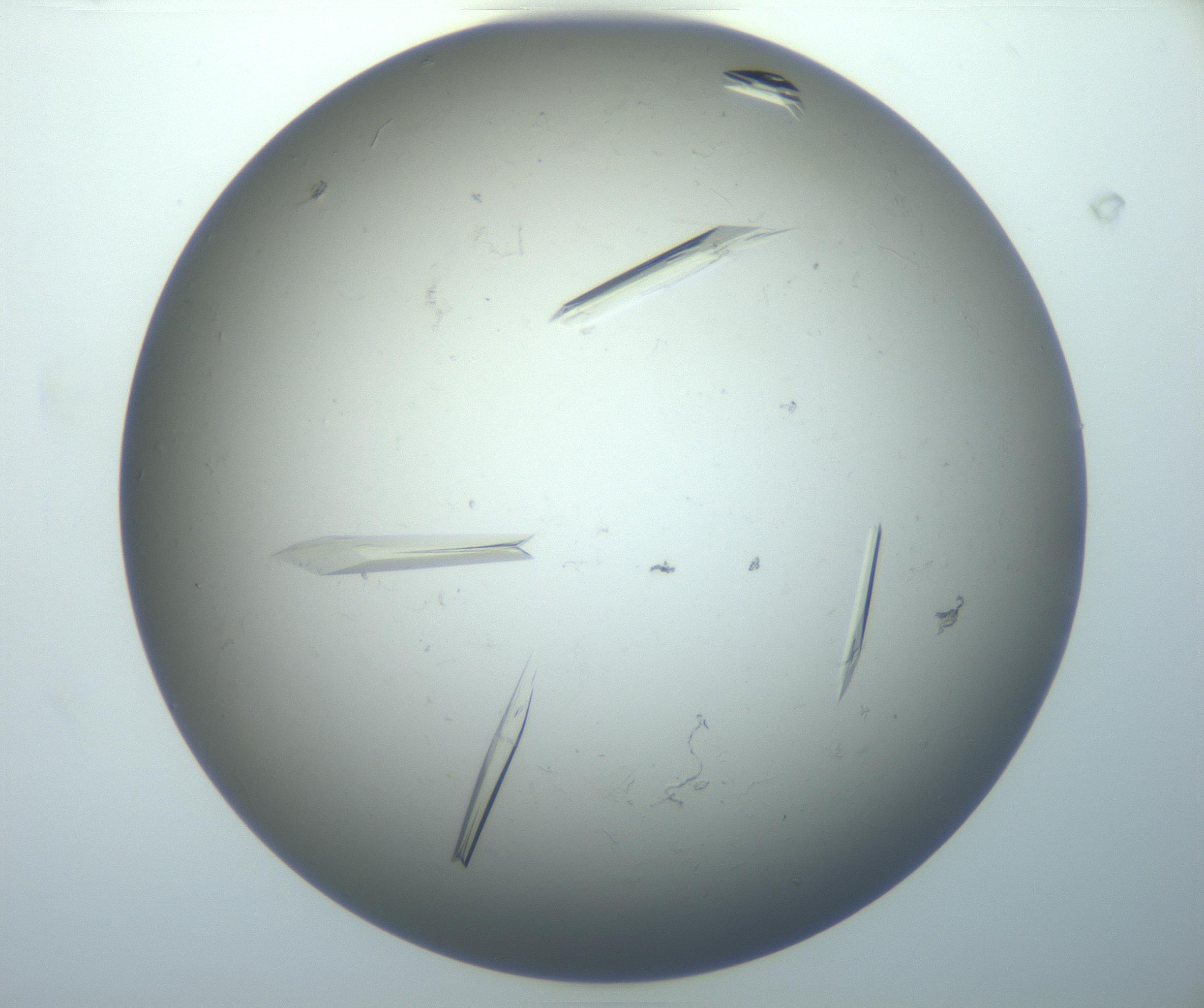 RI01_03_000_0212_Proj1_Clon1_MC_0000MC102926_007_161111_08_01_02_00_99_002_001_RAI.jpg