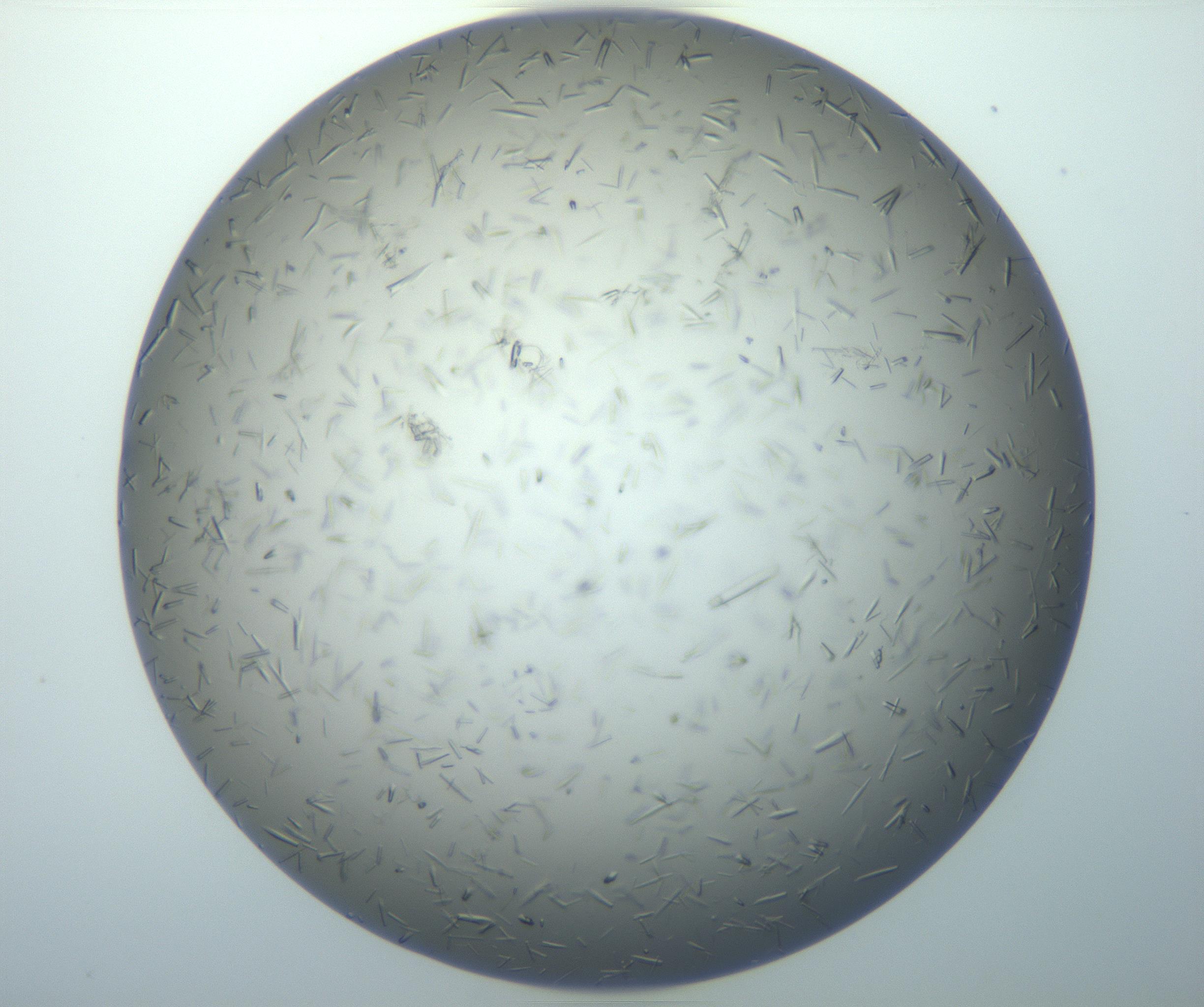 RI01_03_000_0212_Proj1_Clon1_MC_0000MC102926_007_161111_08_04_01_00_99_002_001_RAI.jpg