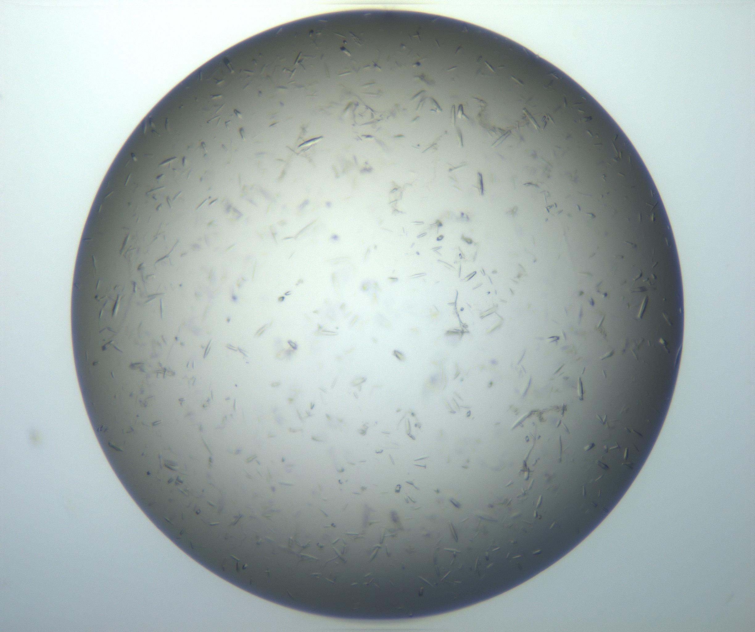 RI01_03_000_0212_Proj1_Clon1_MC_0000MC102926_007_161111_12_02_01_00_99_002_001_RAI.jpg