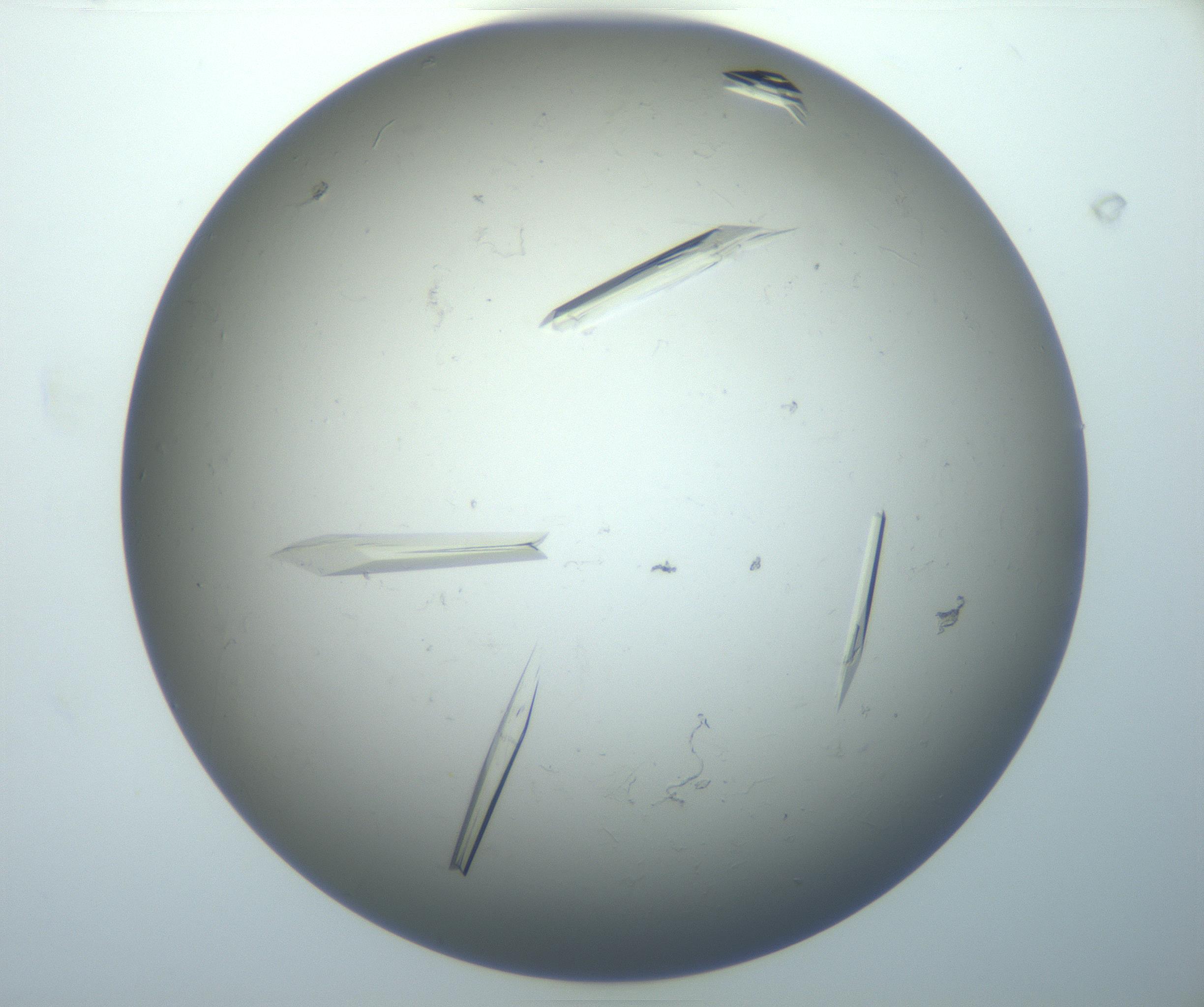 RI01_03_000_0212_Proj1_Clon1_MC_0000MC102926_008_161114_08_01_02_00_99_002_001_RAI.jpg